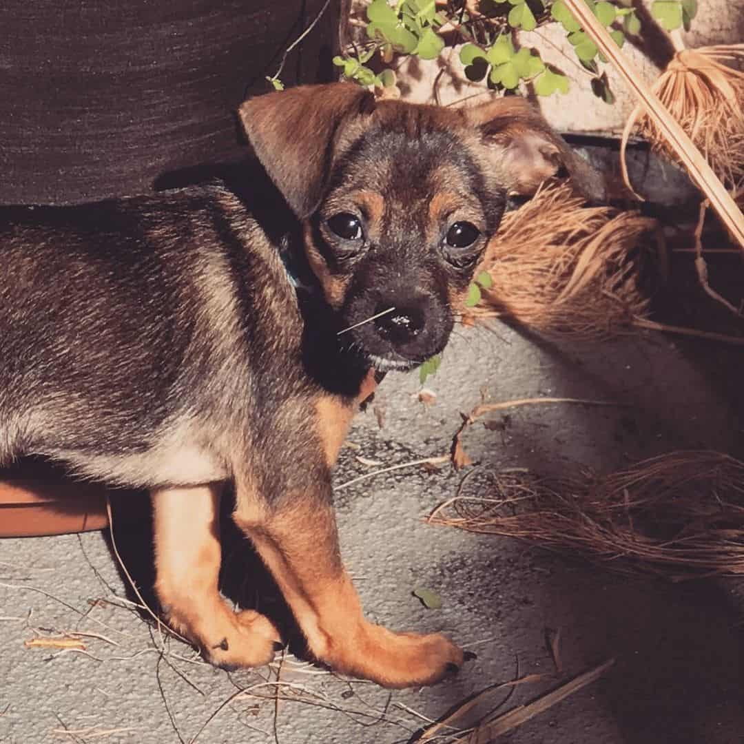 german shepherd chihuahua mix puppy