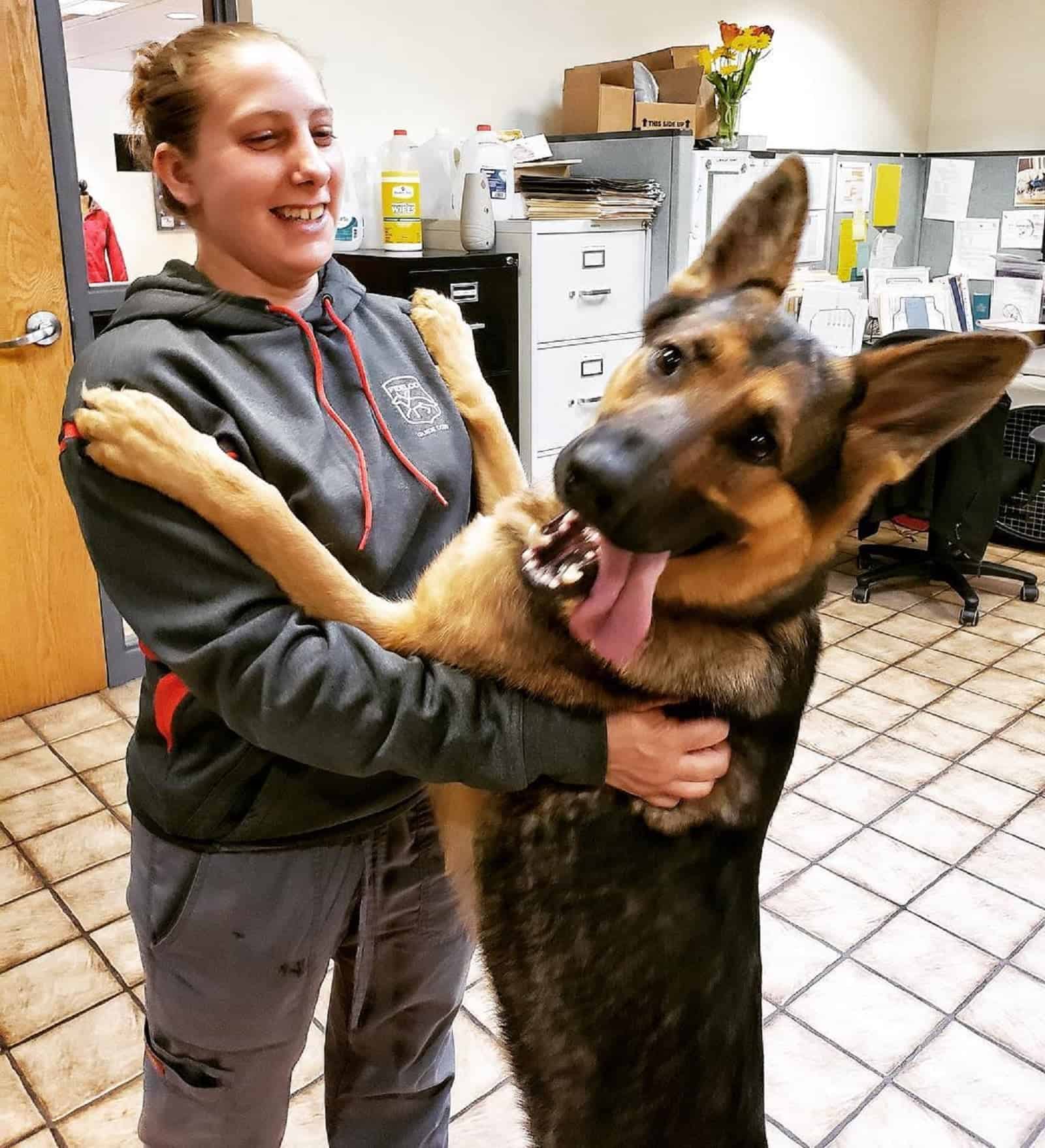 german shepherd climbing on his owner and looking into camera