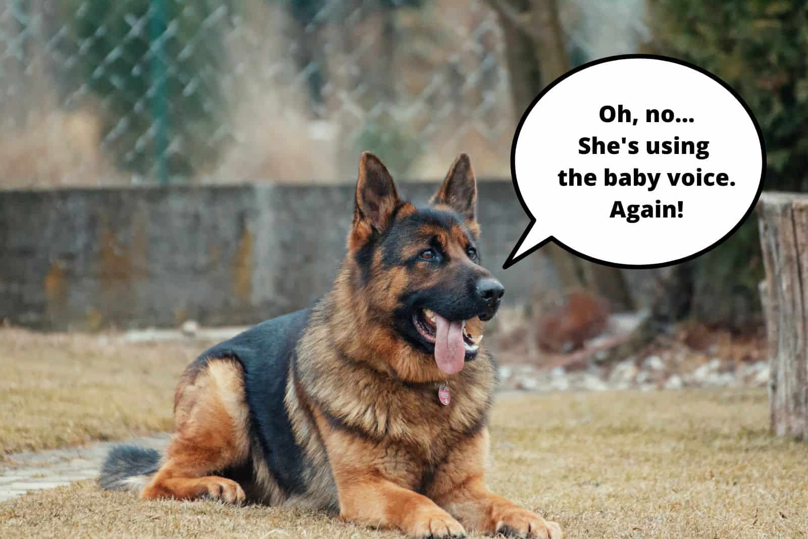 german shepherd complains about the baby voice