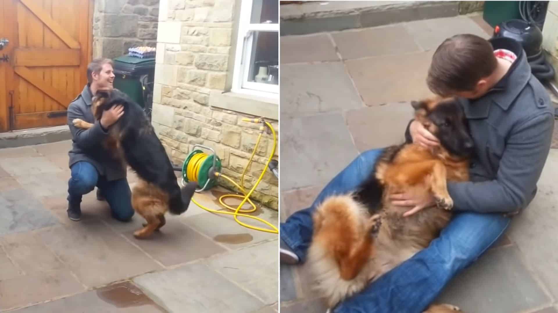 German Shepherd Is Super Happy To Finally See His Owner