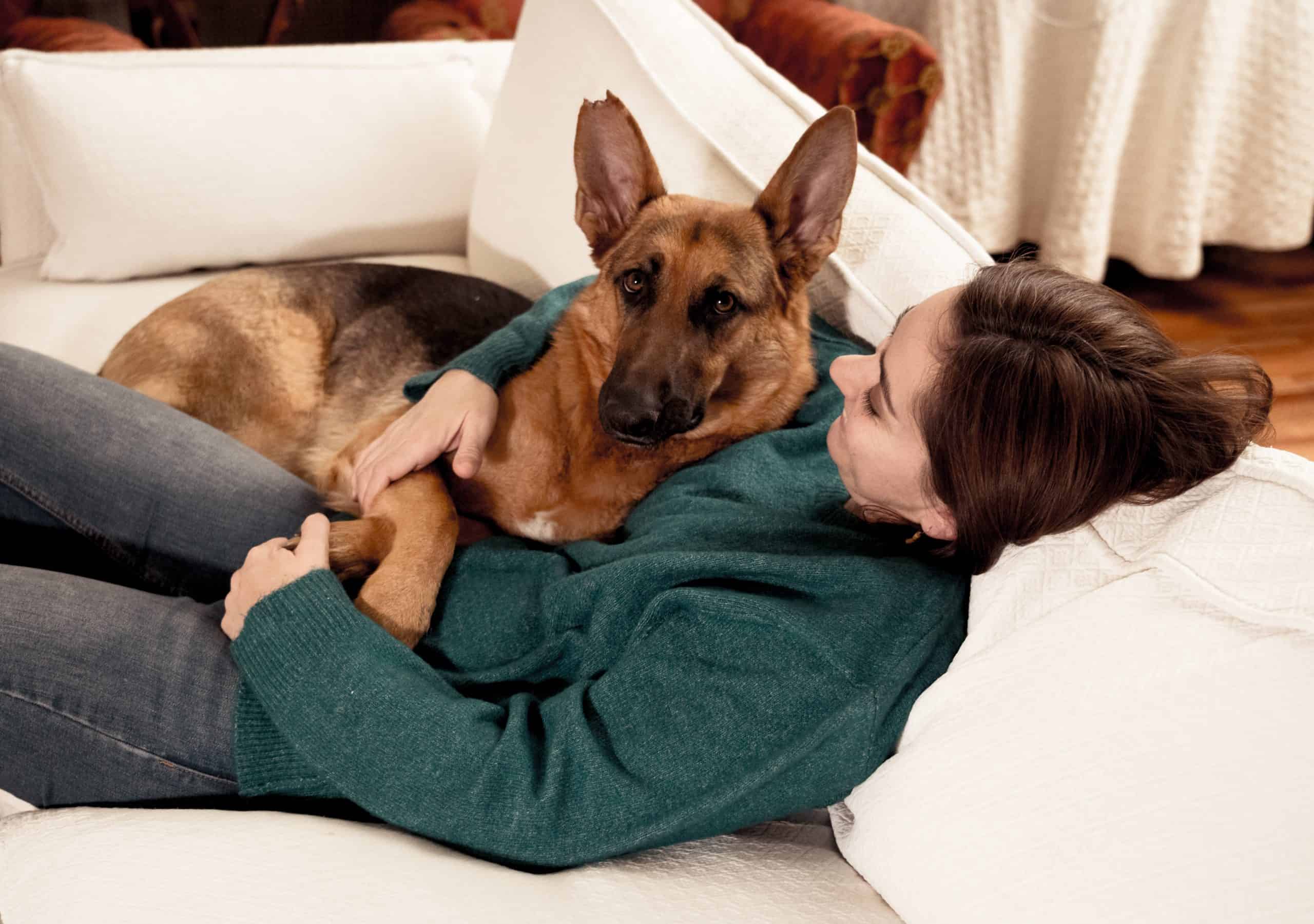 german shepherd cuddling with his owner