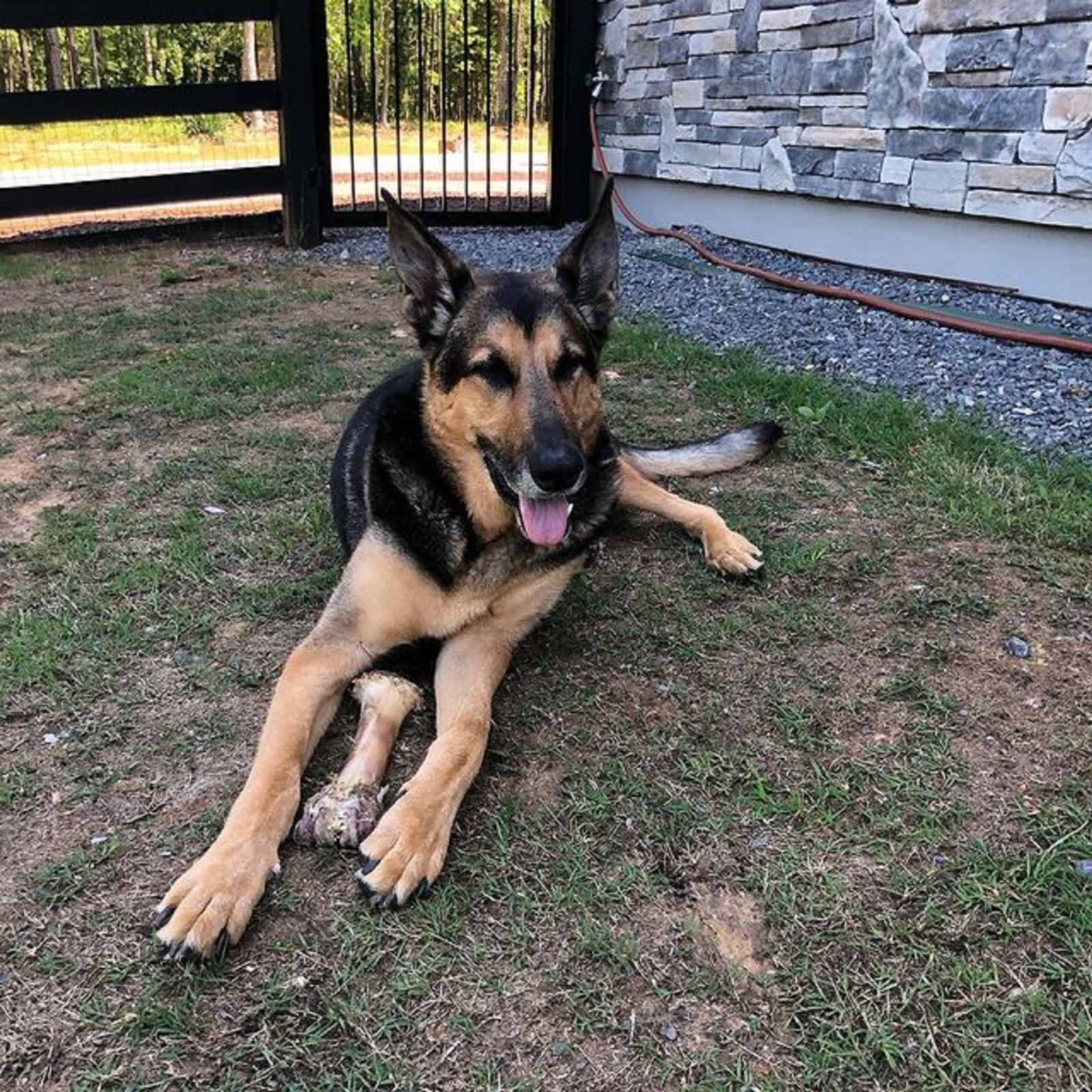 german shepherd doberman mix dog lying on the ground