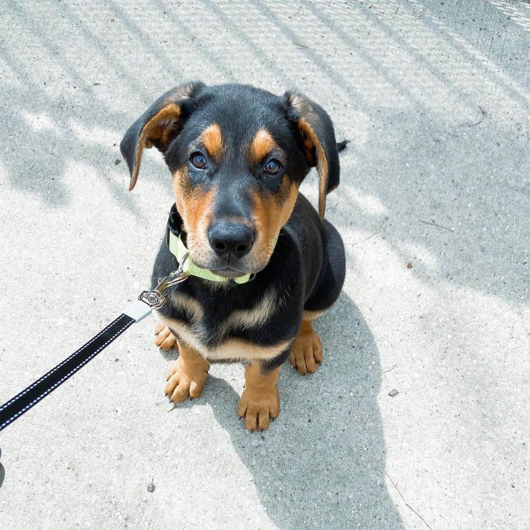 german shepherd doberman mix