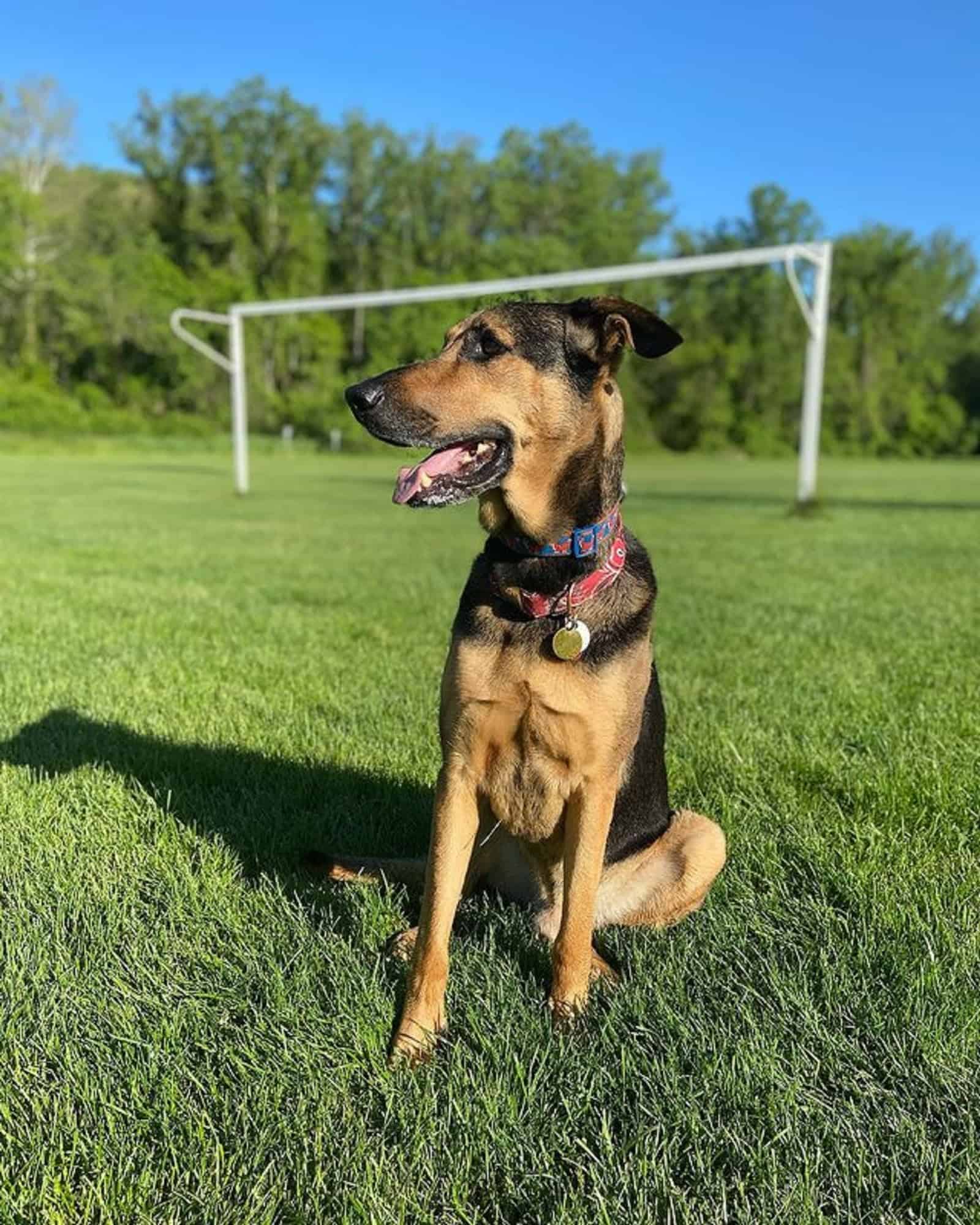 german shepherd doberman sitting on the grass at the soccer field