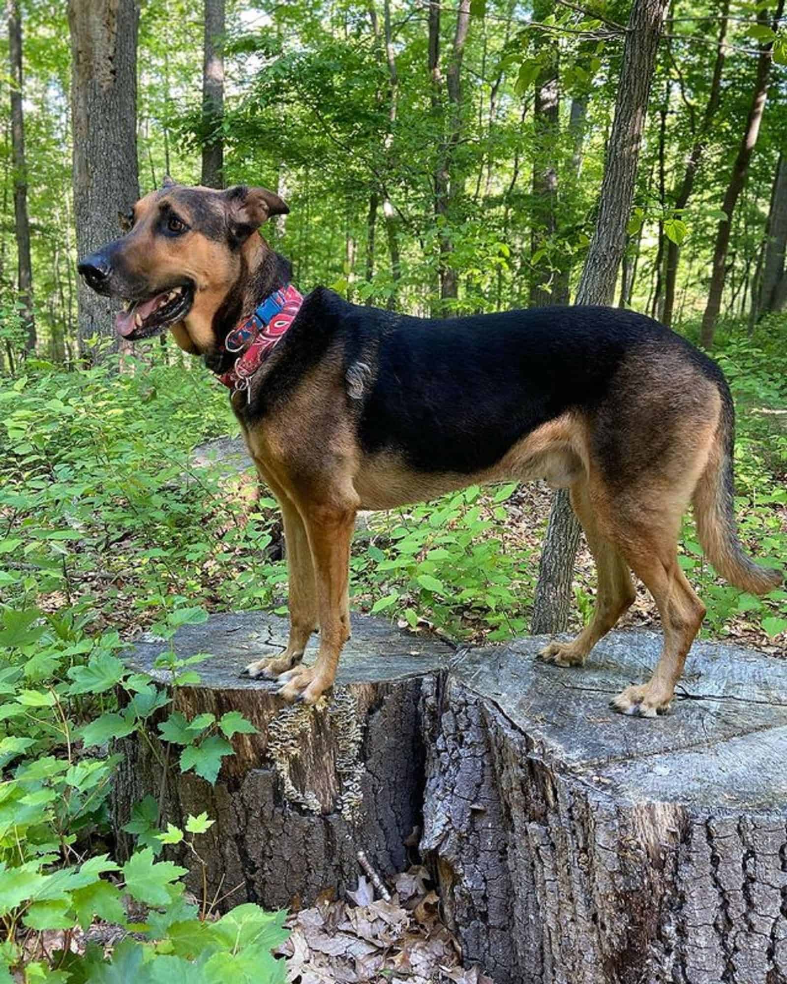 german shepherd doberman in the forest