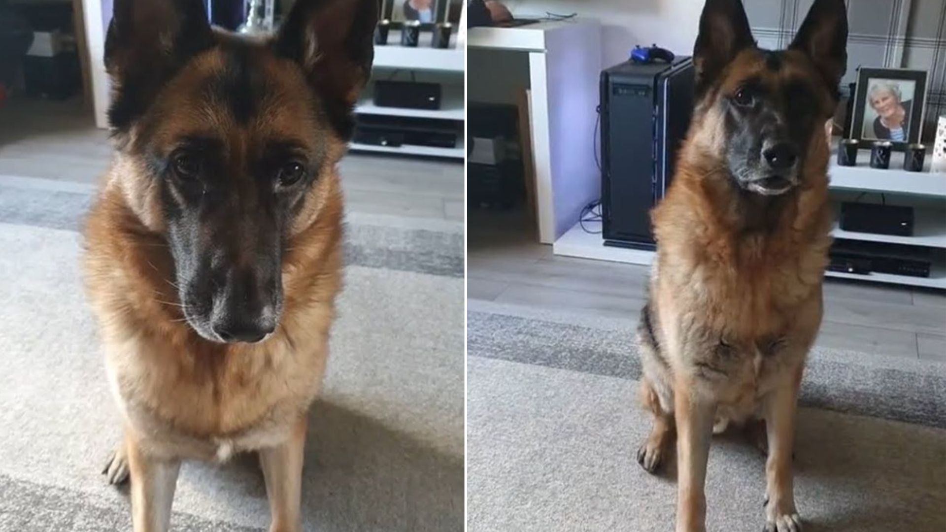 Hilarious German Shepherd “Takes Commands” From A Popular Song 