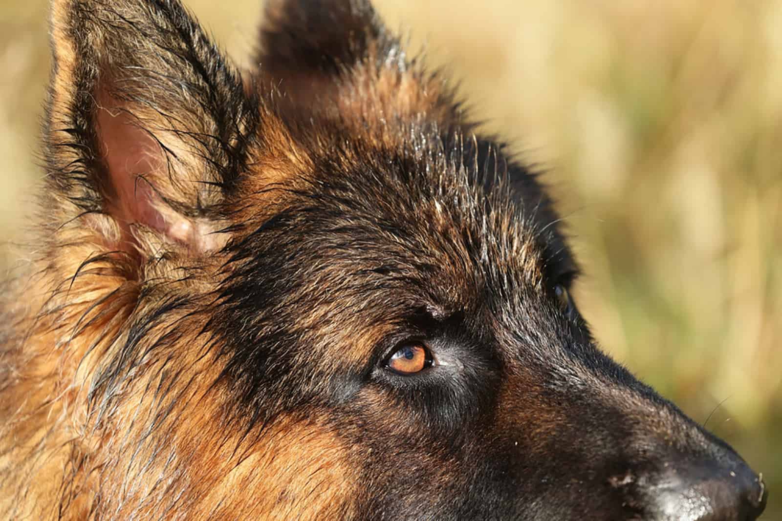 german shepherd dog in nature