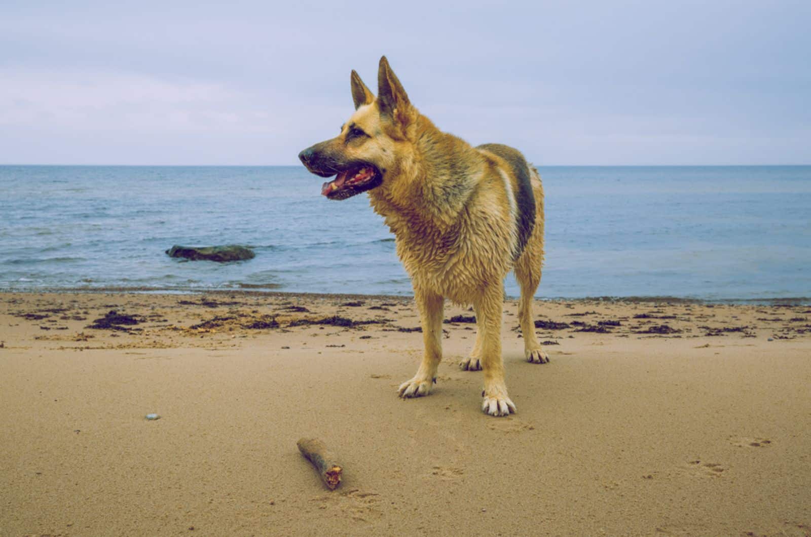 german shepherd dog on the beach