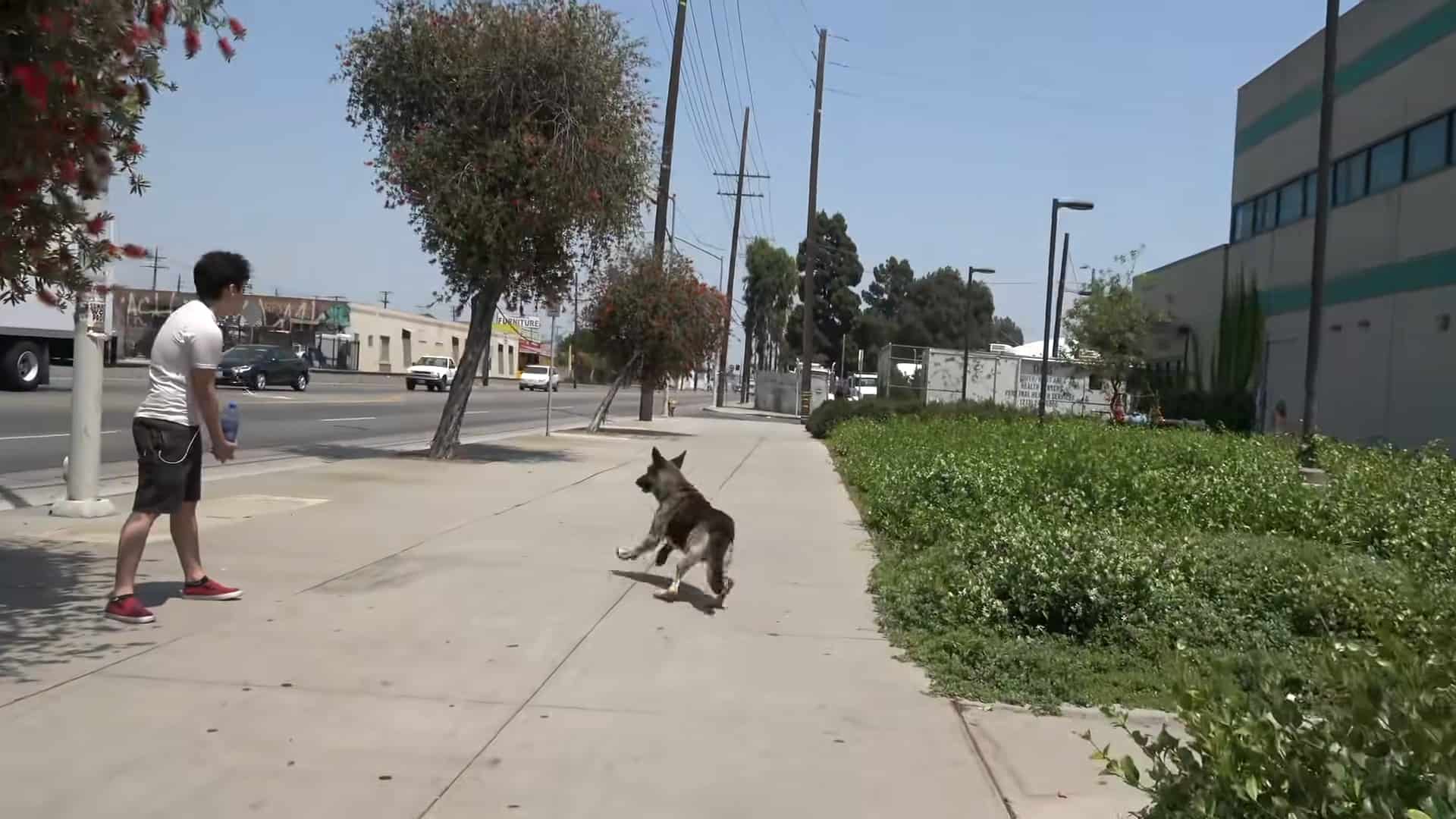 german shepherd dog running on the street