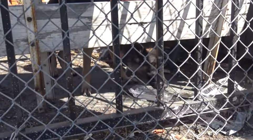 german shepherd dog in a cage