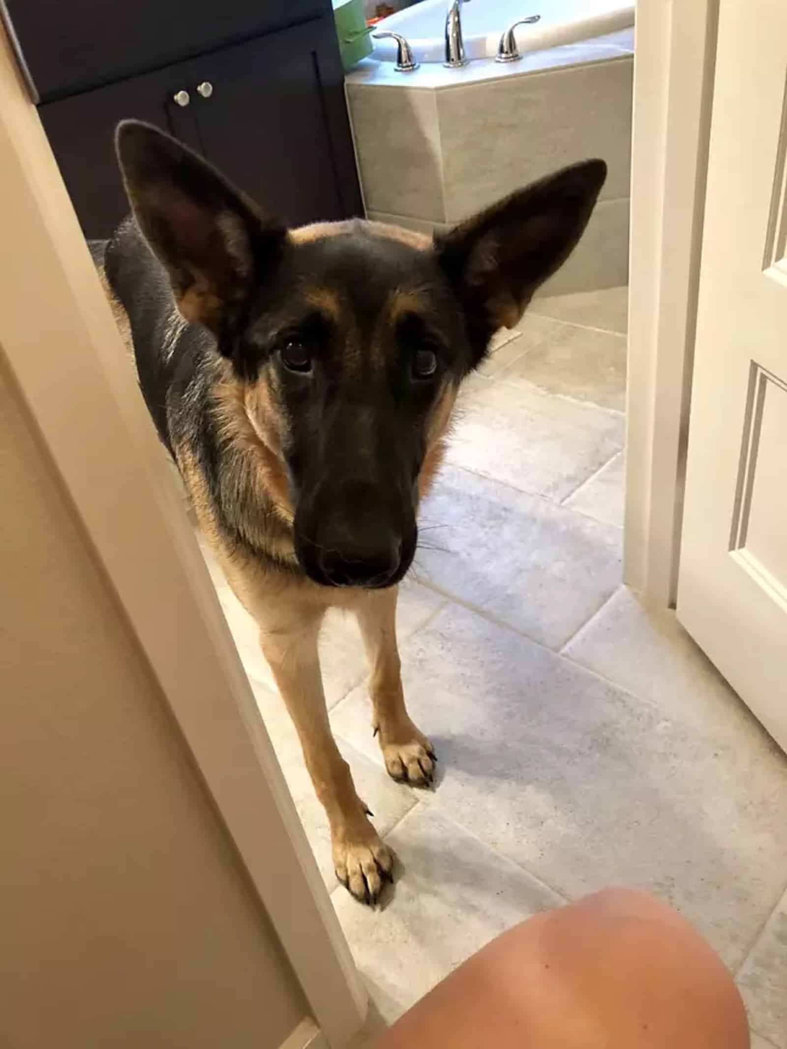 german shepherd dog standing on the doorway