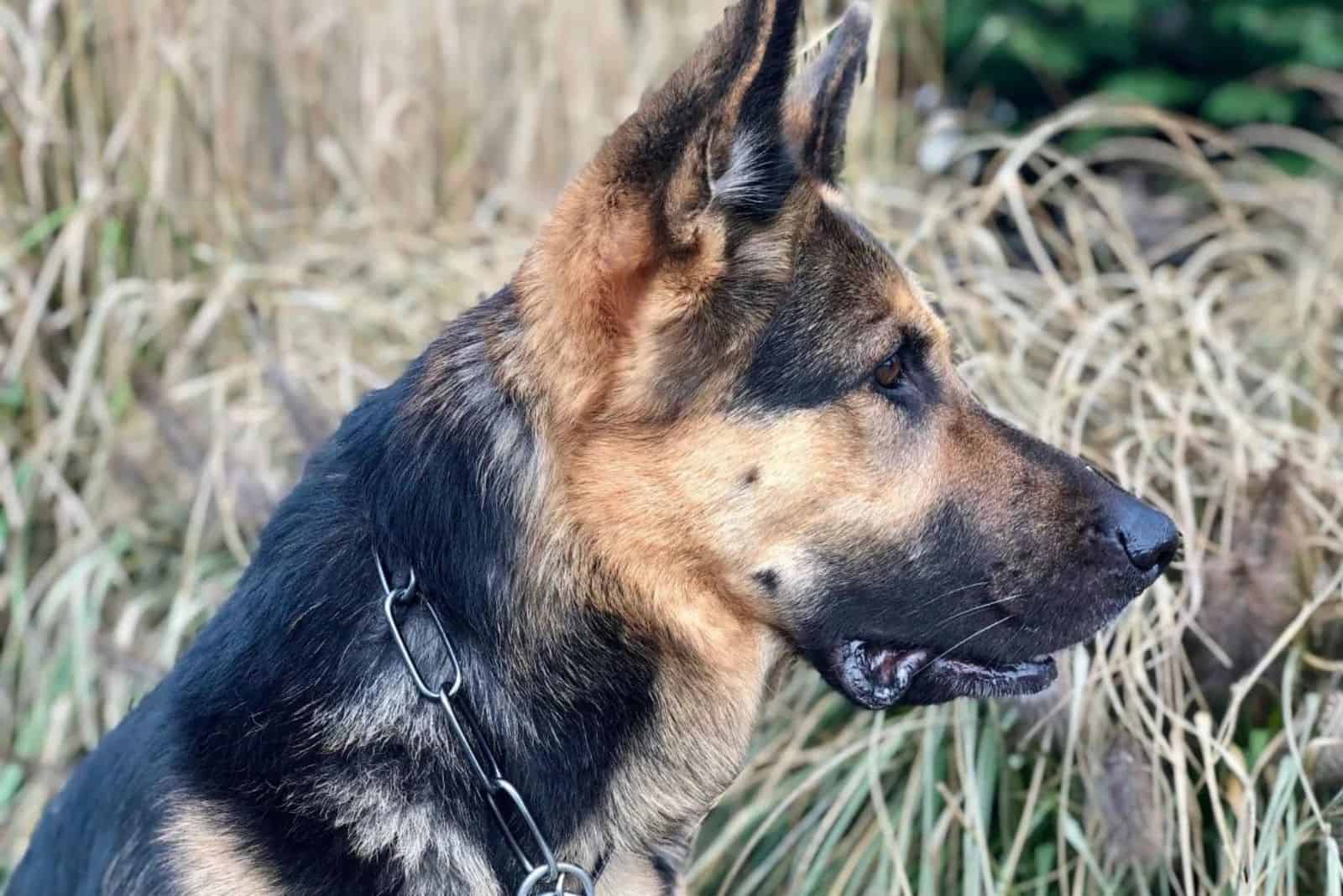 german shepherd dog in nature