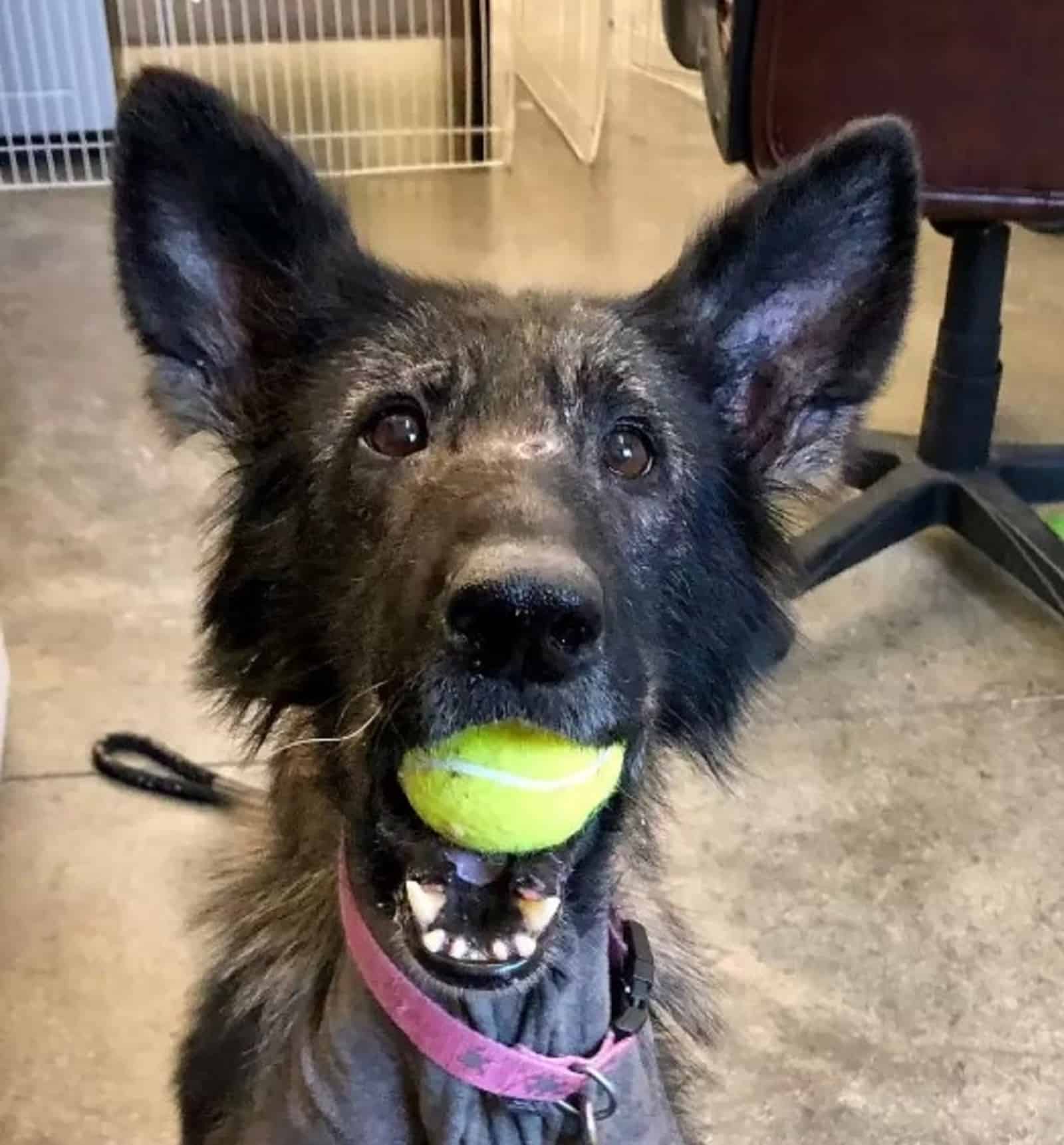 german shepherd dog playing with tennis ball