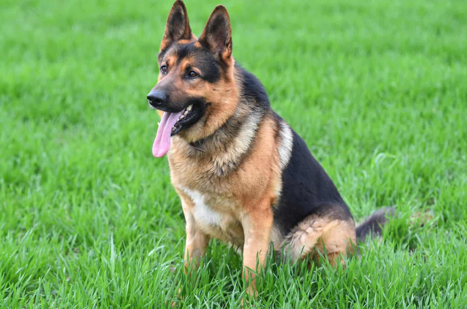 german shepherd dog sitting in the grass