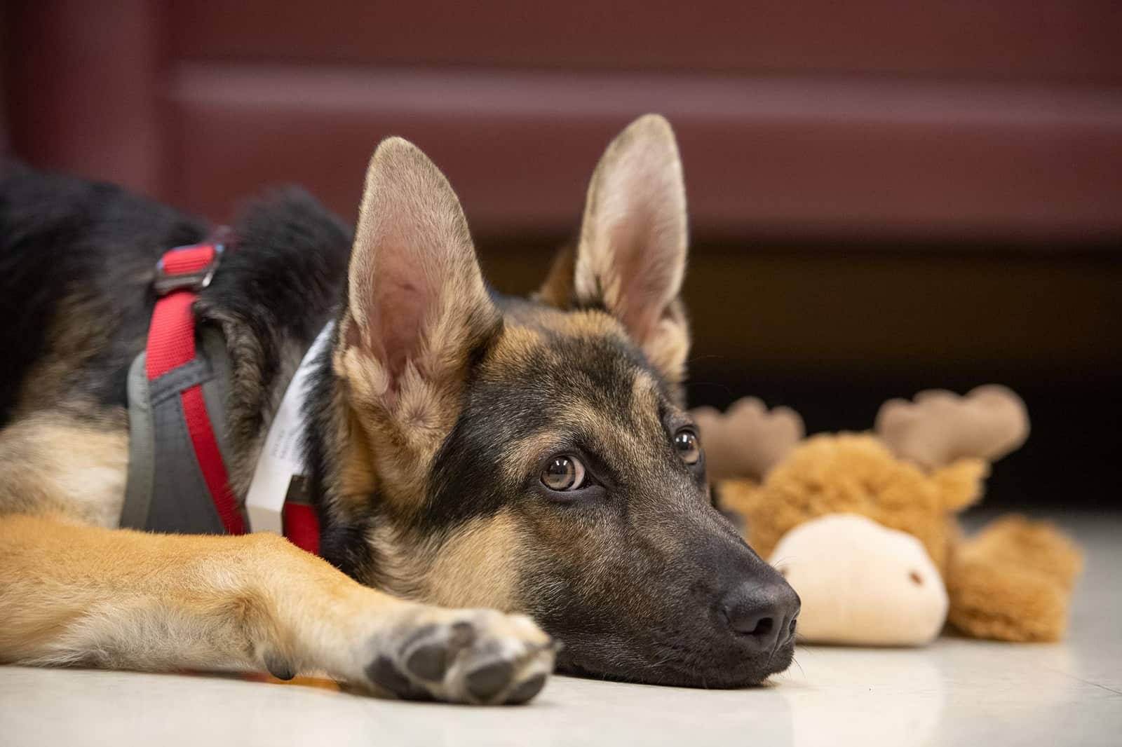 german shepherd dog lying on the floor