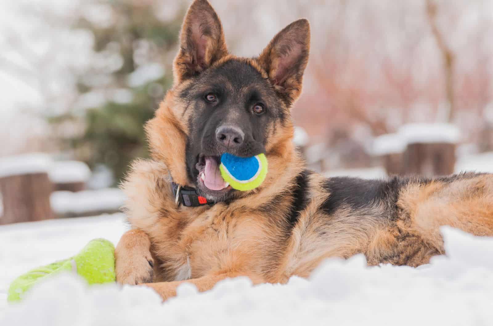 german shepherd dog lying in the snow in the backyard