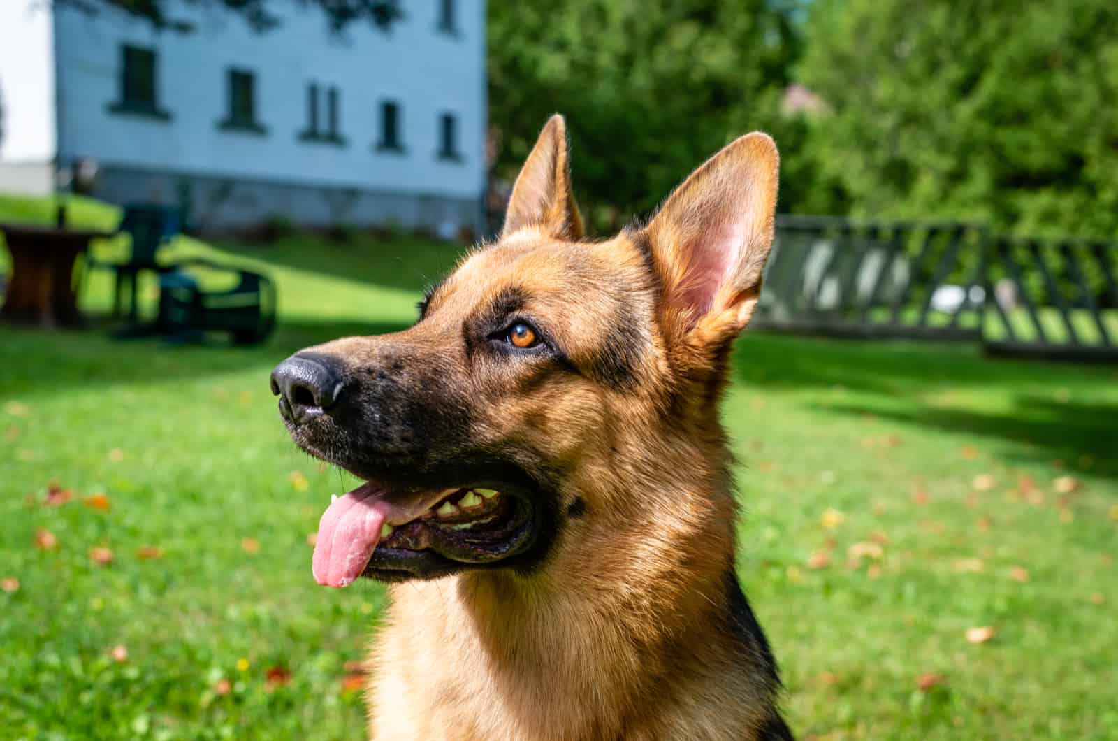 german shepherd dog