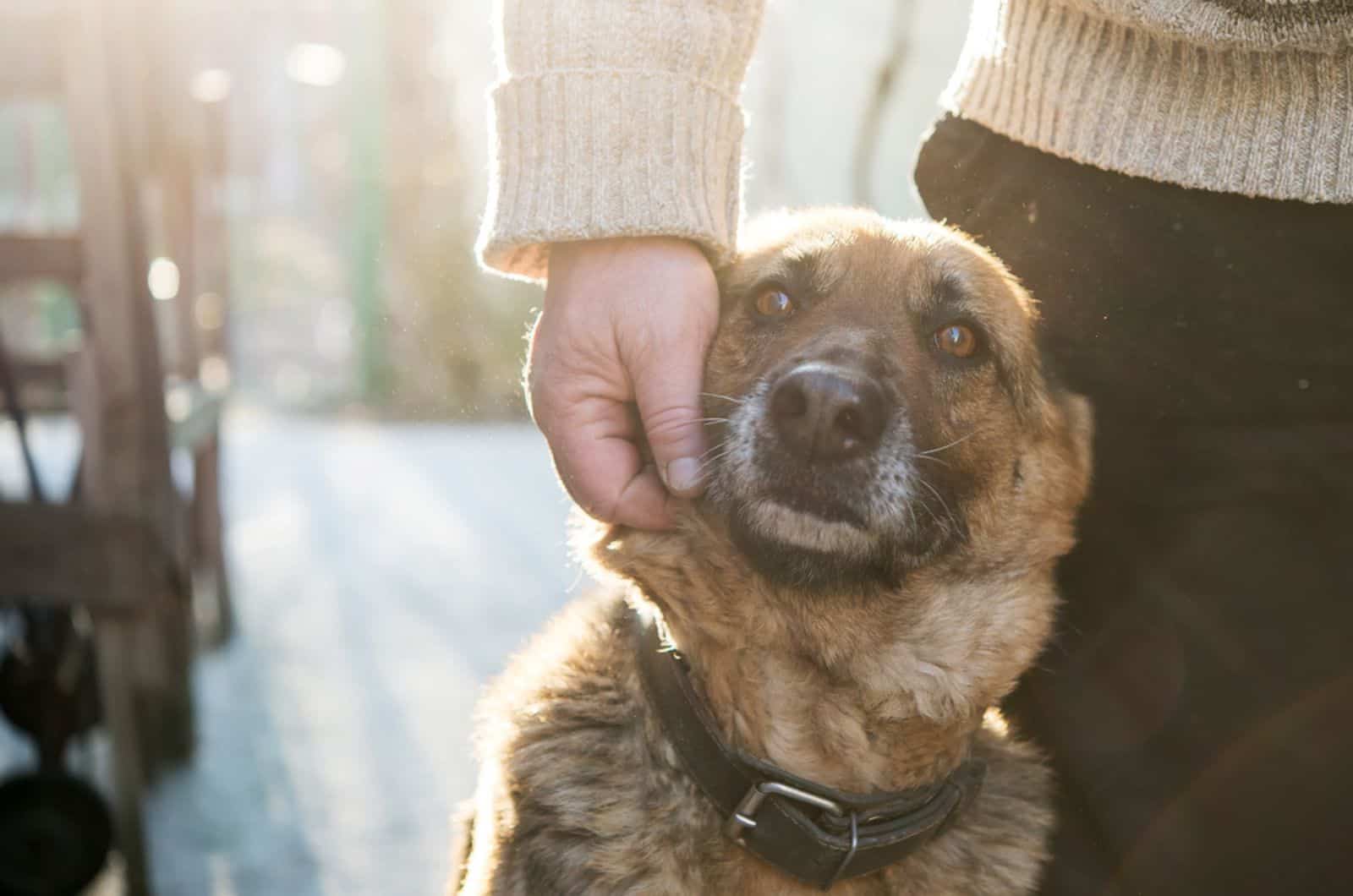 german shepherd dog leaning on his owner