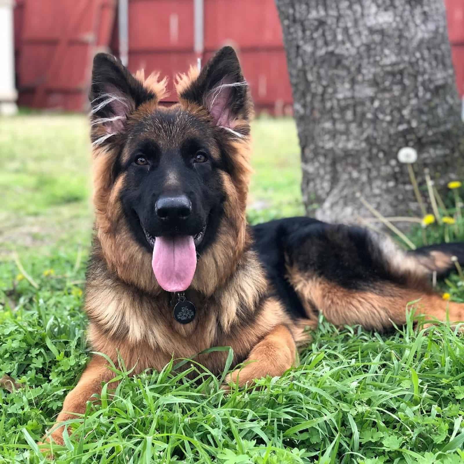 german shepherd dog lying on the grass