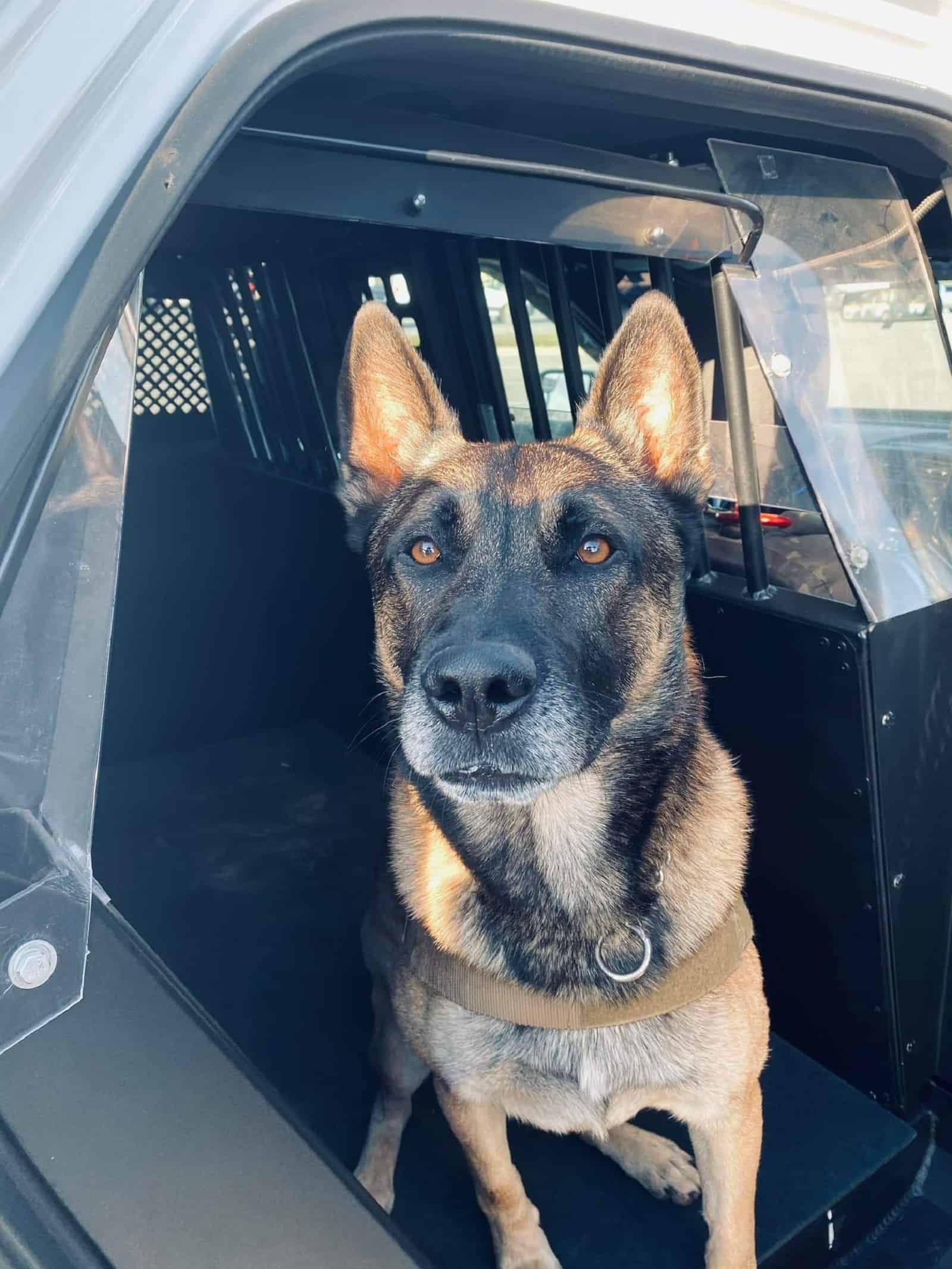 german shepherd dog in police car