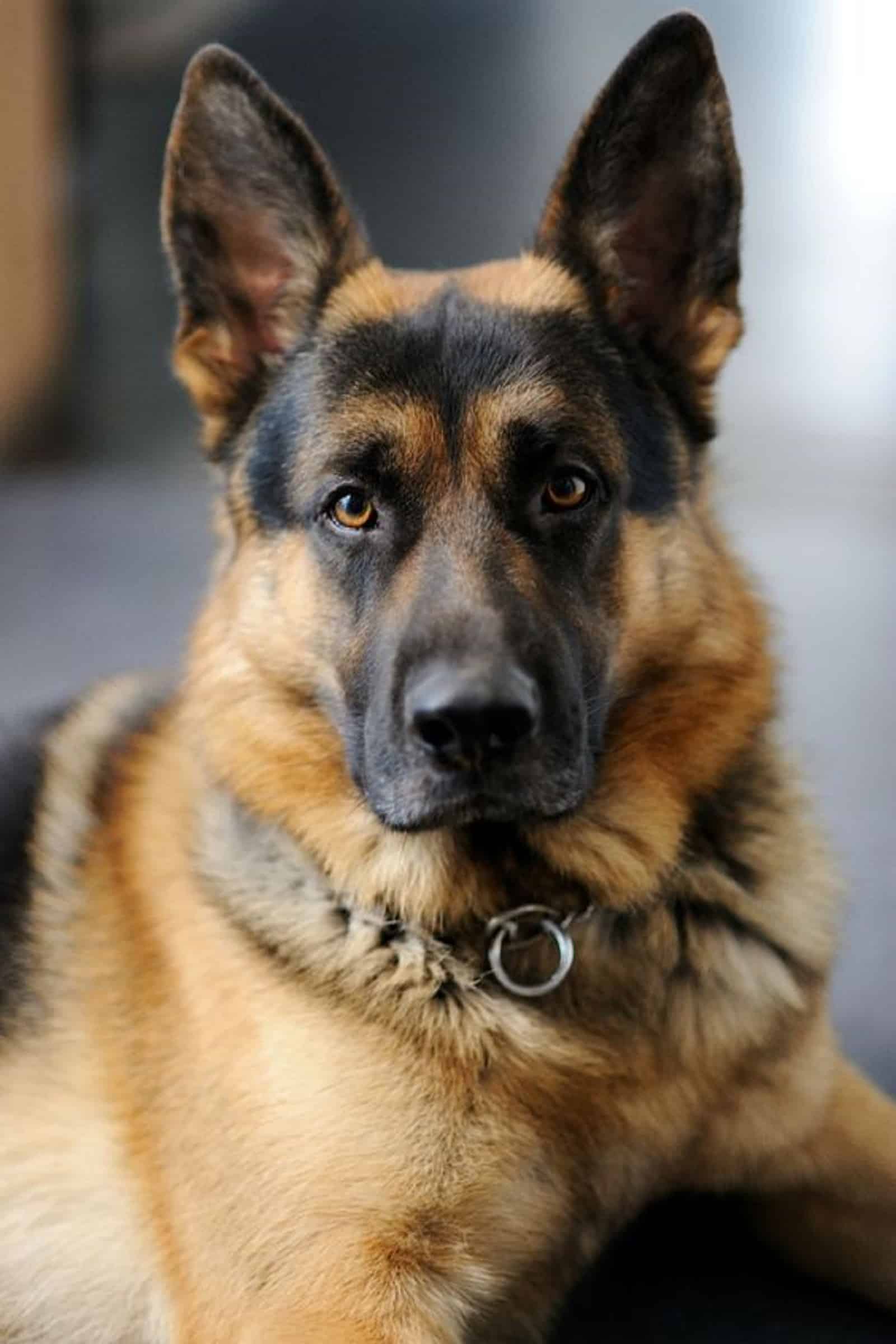 german shepherd dog looking into camera