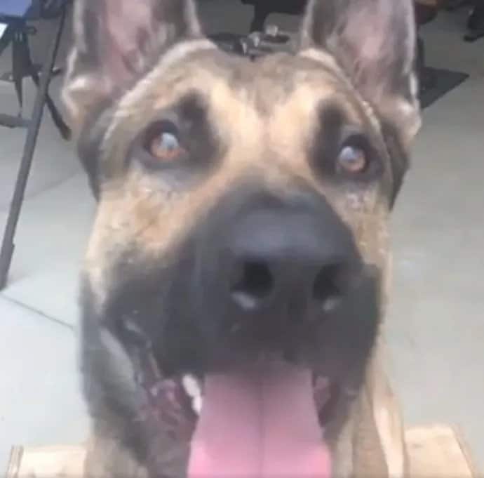 german shepherd dog with his tongue out