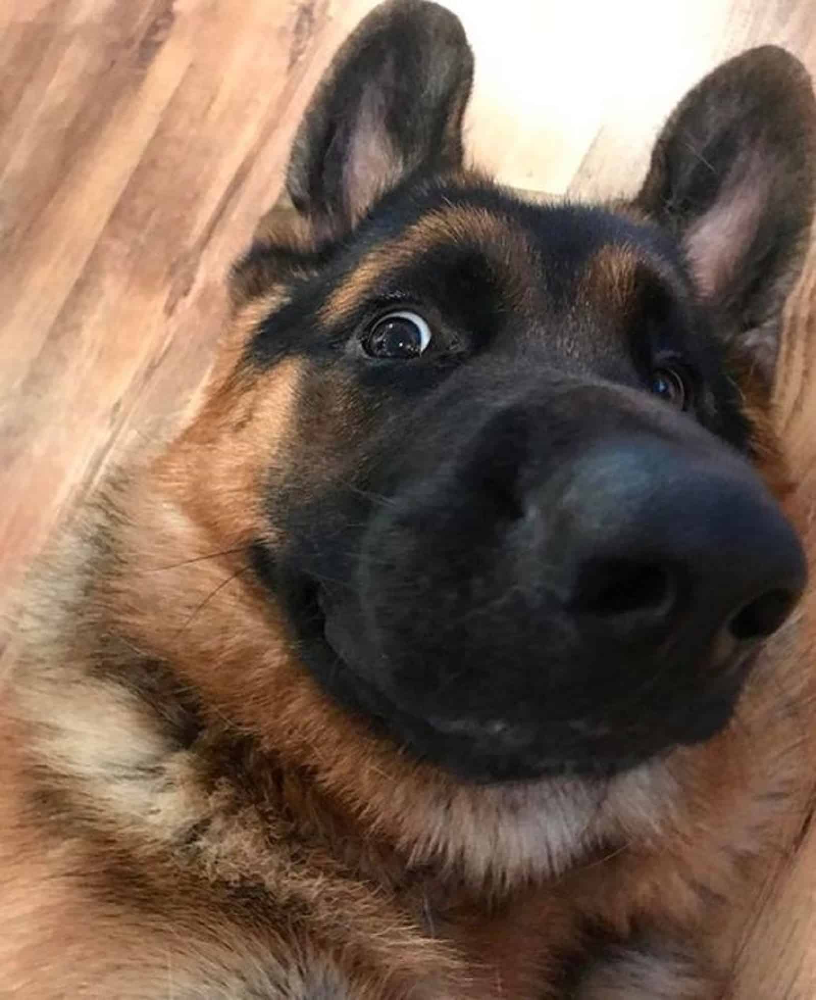 german shepherd dog lying on the floor