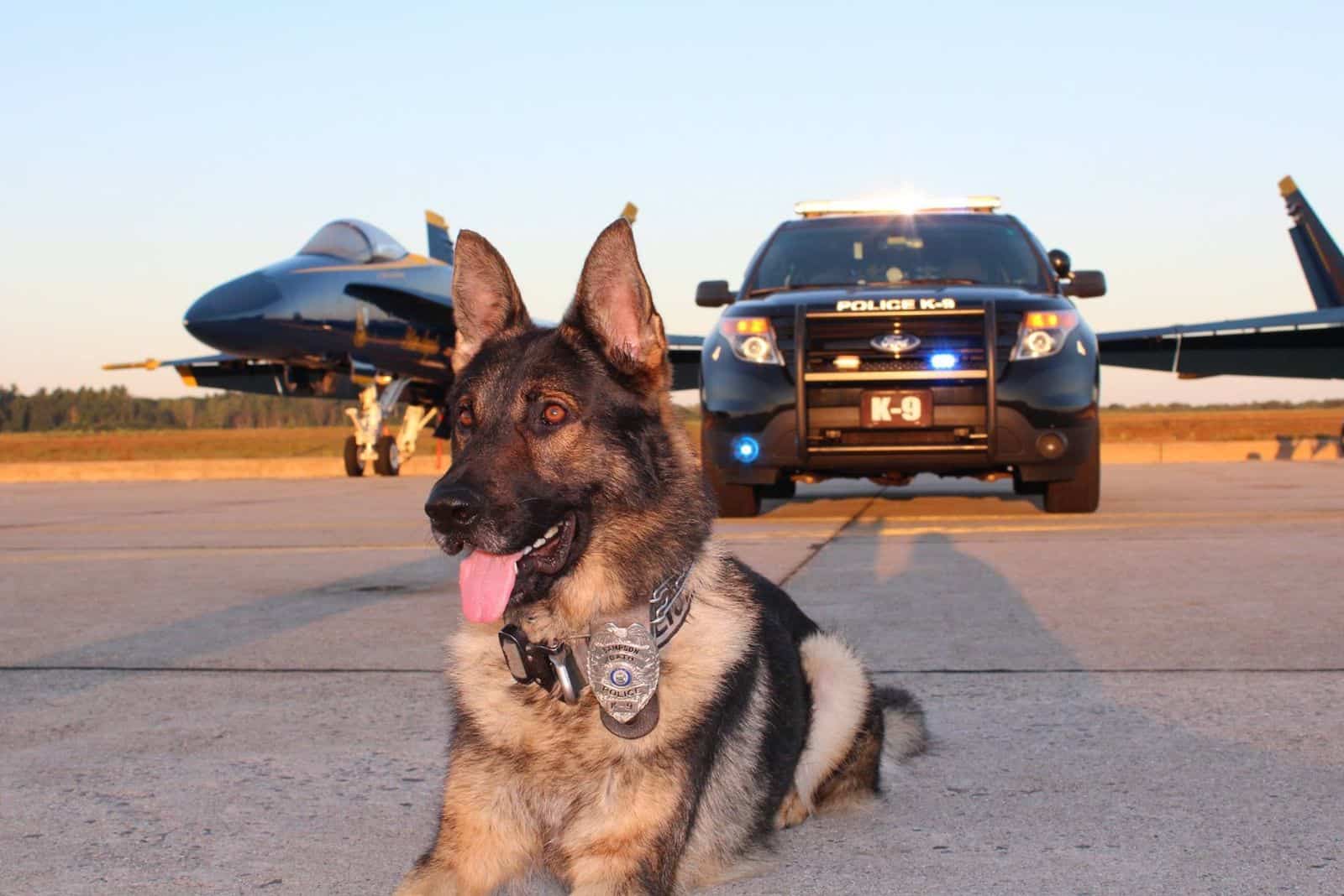 german shepherd dog lying on concrete