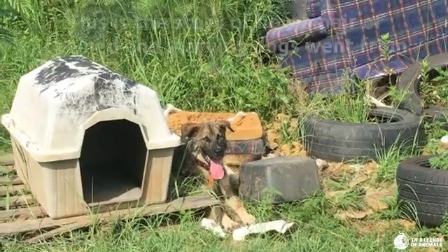 german shepherd dog on chain