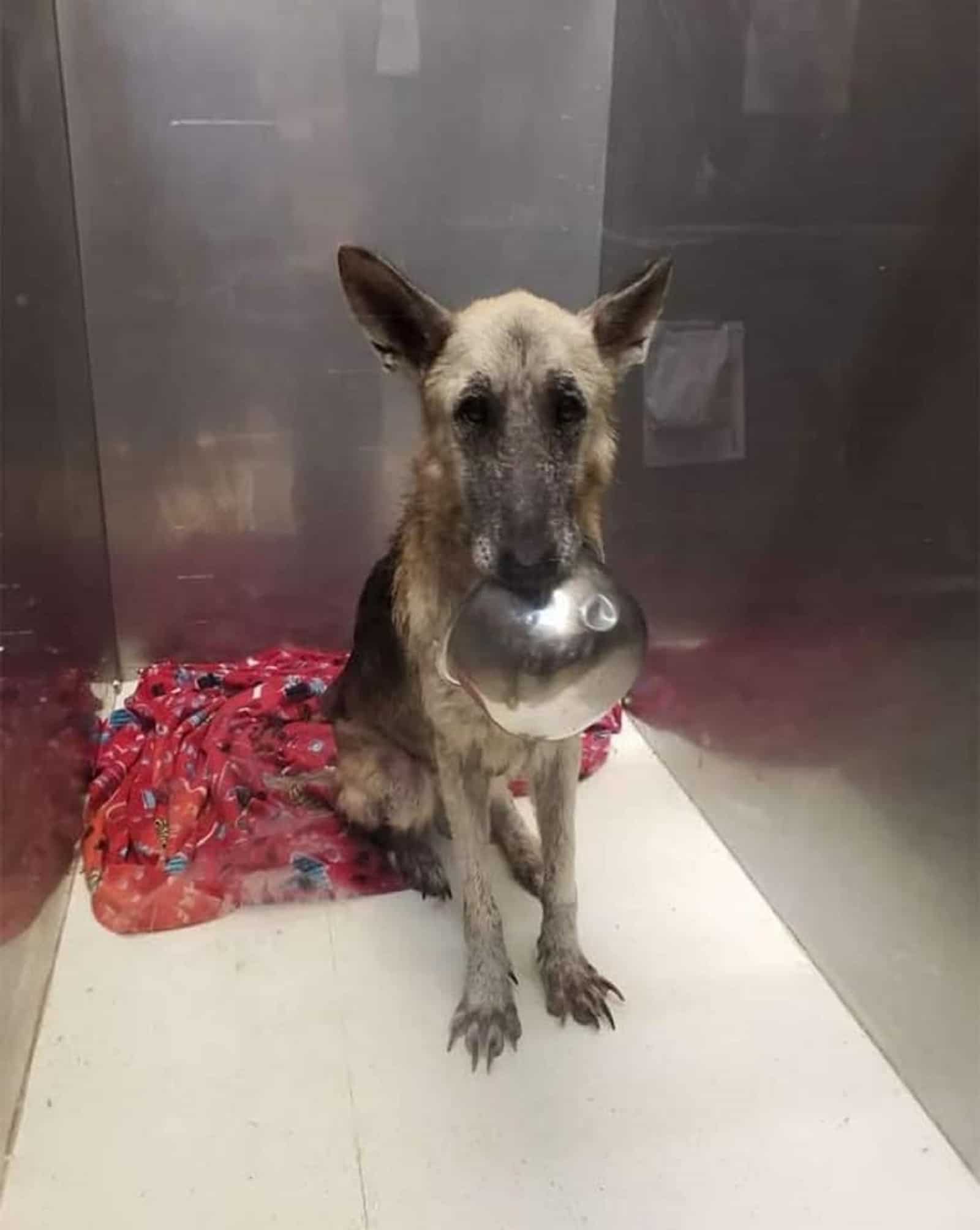 german shepherd dog with food bowl in his mouth