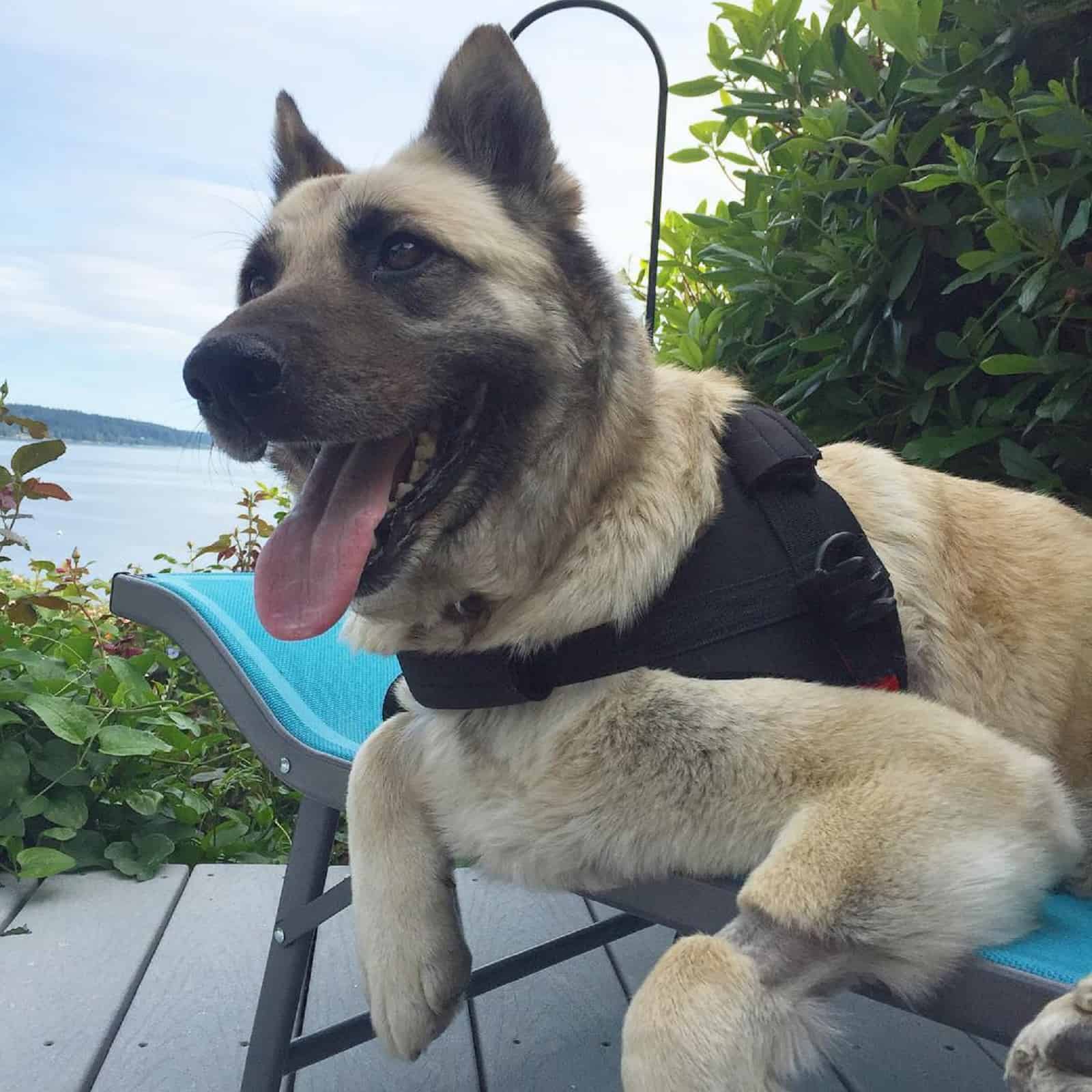 german shepherd dog lying on a deck chair