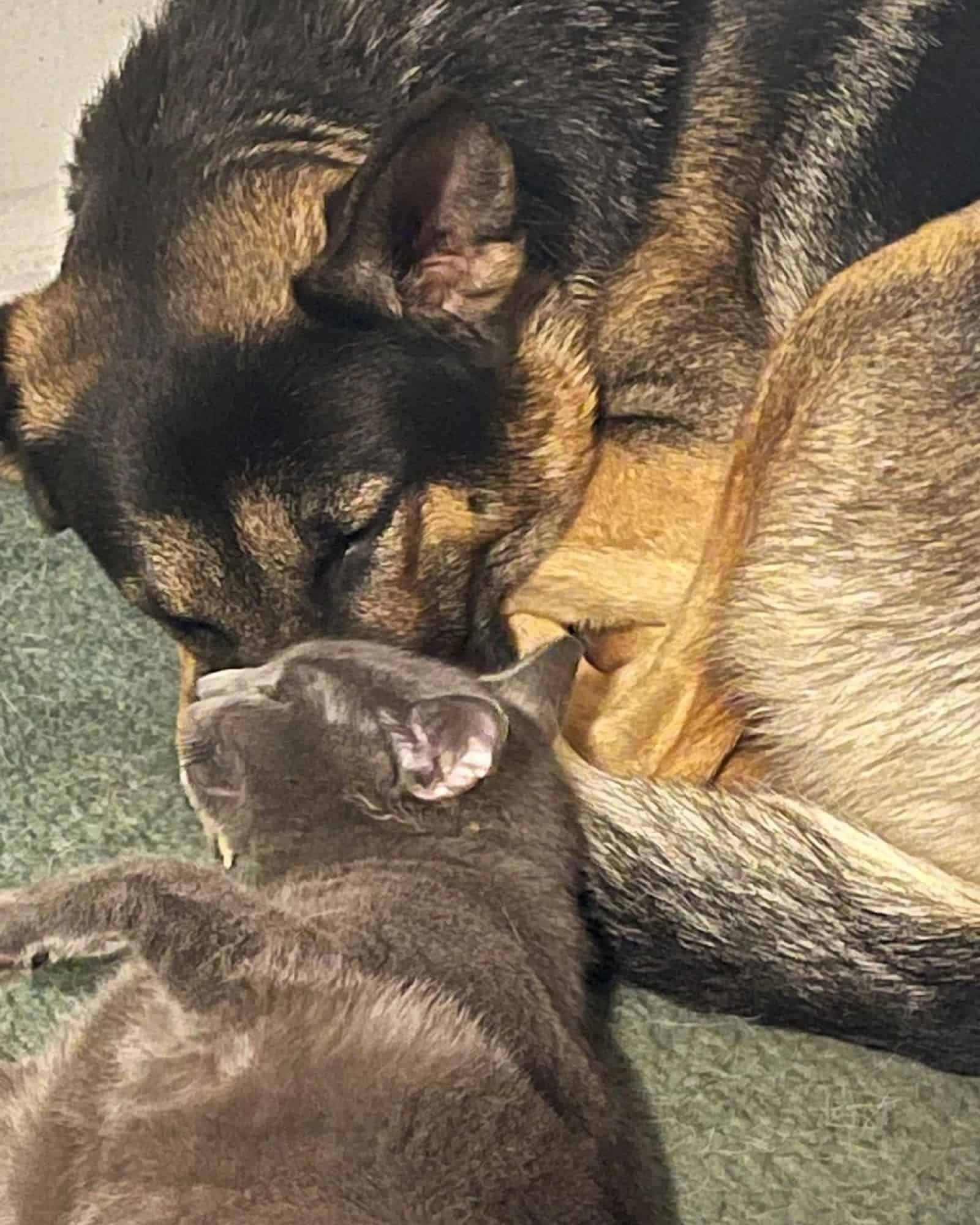 german shepherd dog and cat sleeping together on the carpet