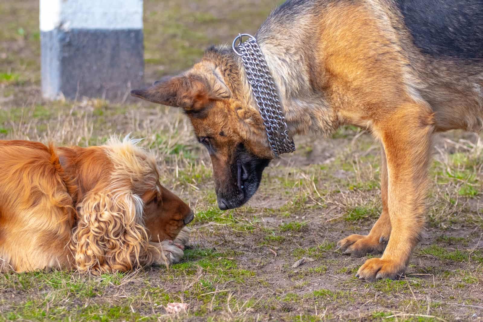 German Shepherd Dog and Cocker Spaniel on a Walk