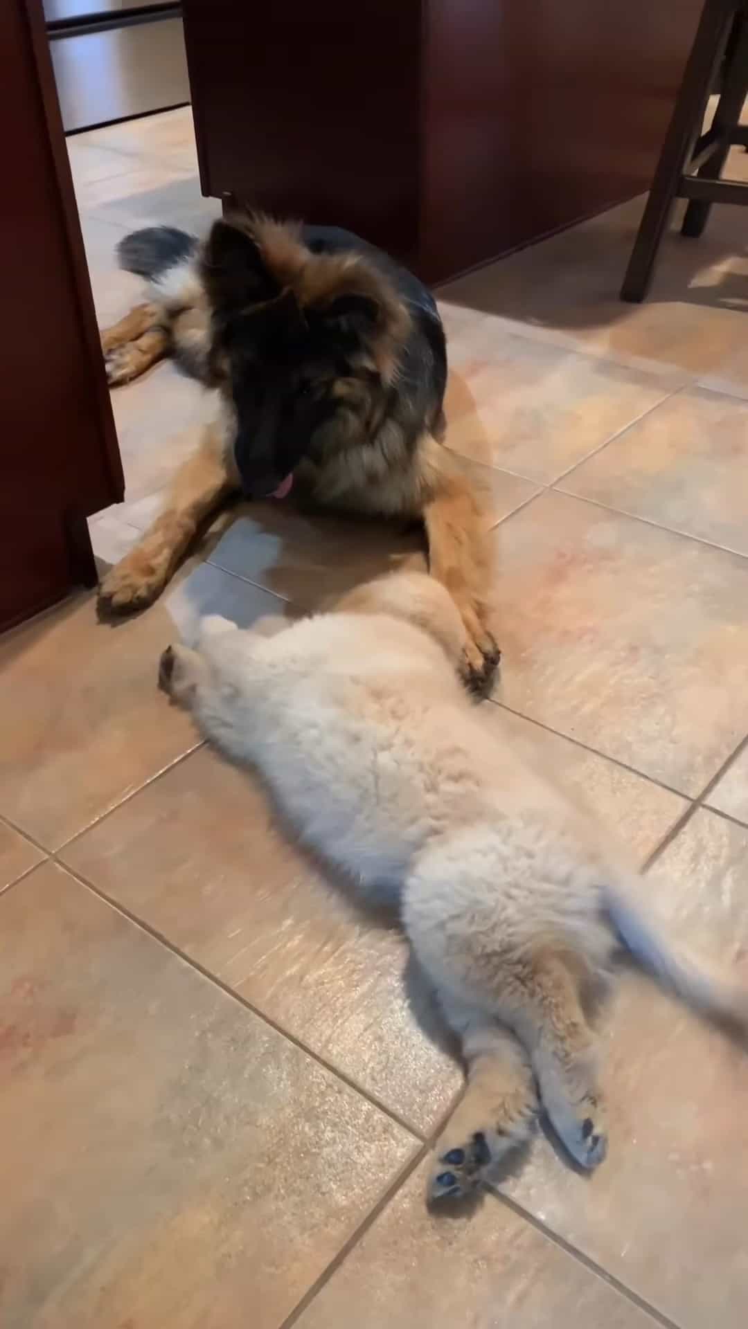 german shepherd dog and golden retriever puppy playing indoors
