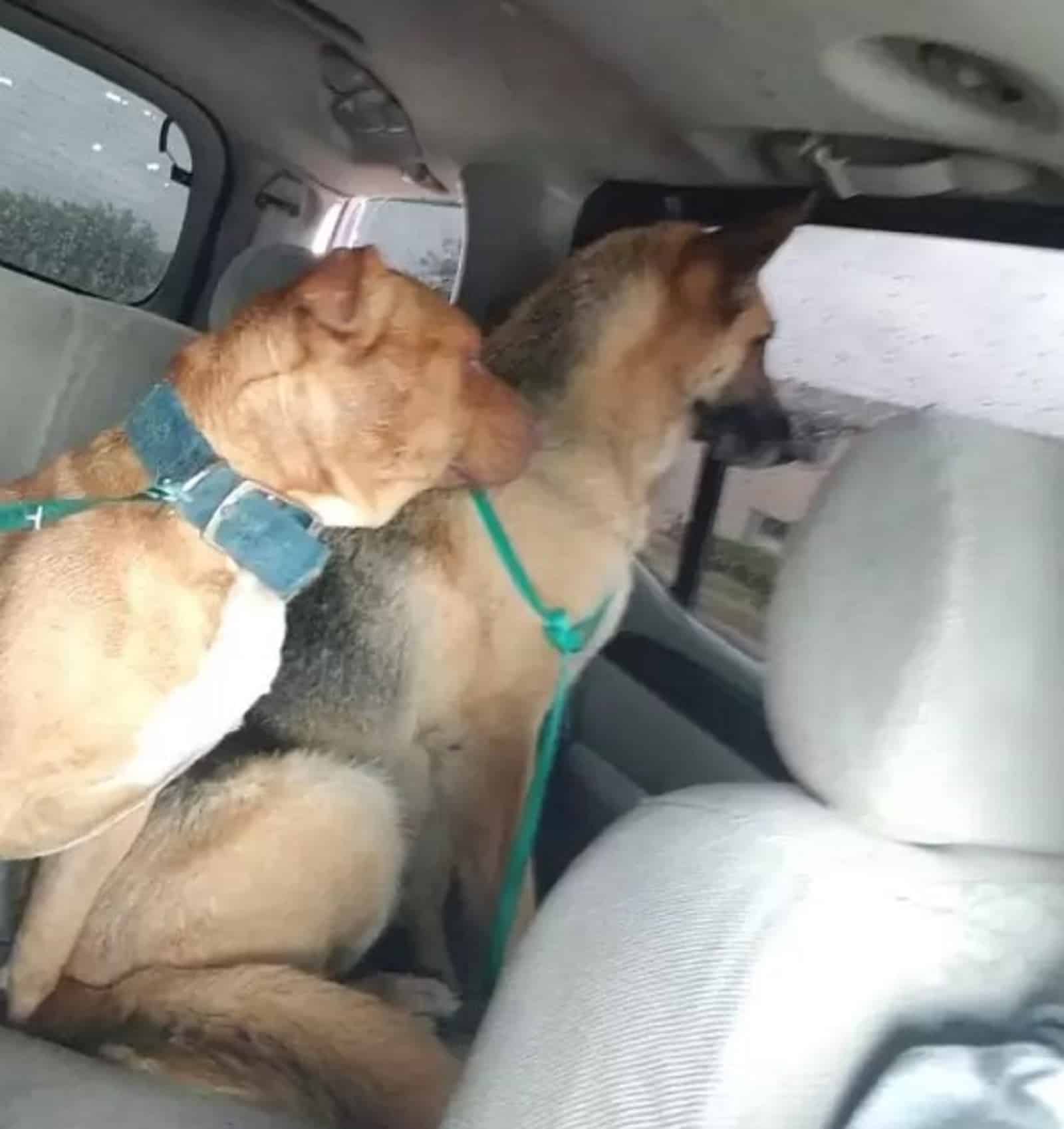 german shepherd dog and pit bull driving in the car on the back seat