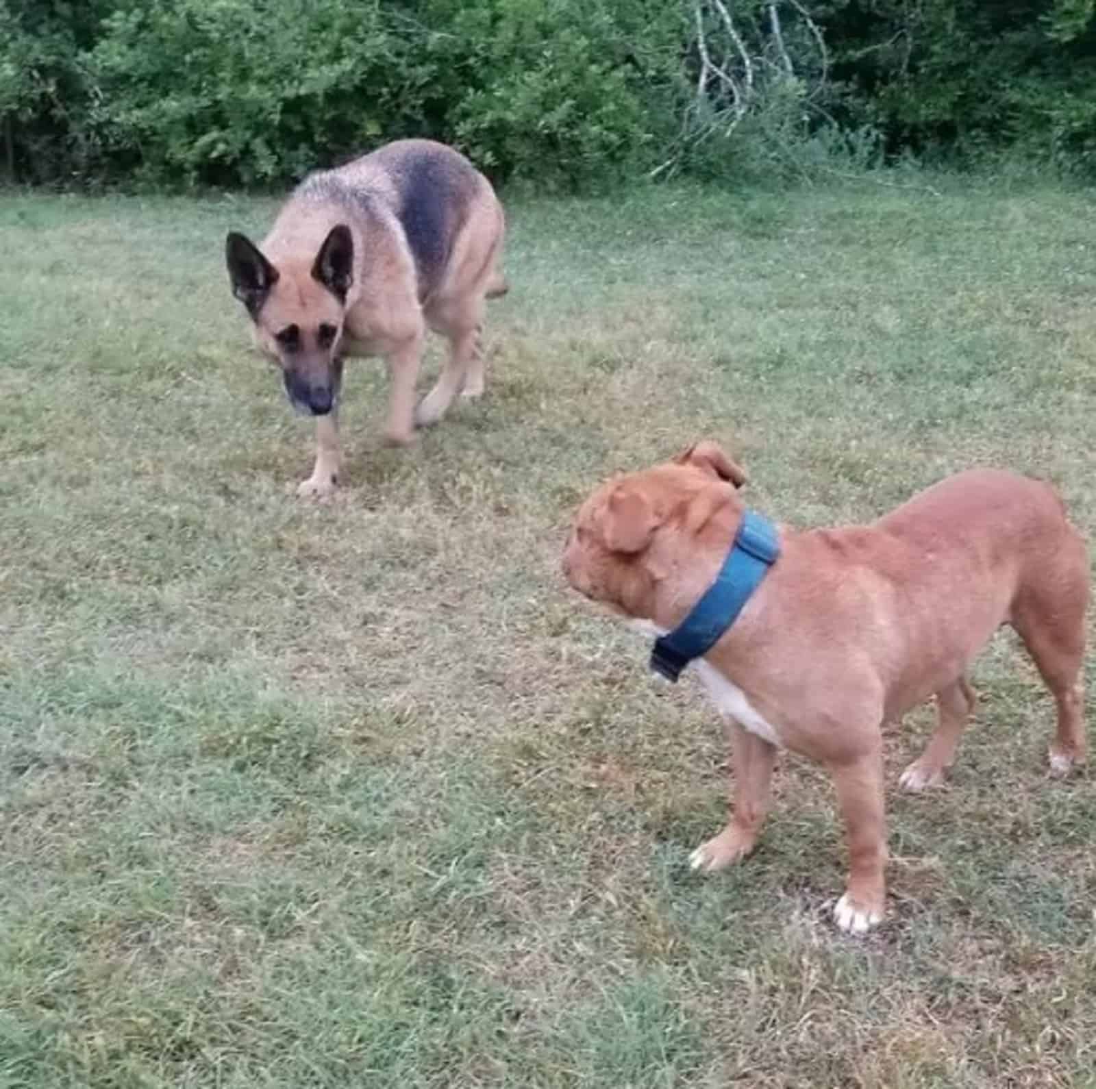 german shepherd dog and pit bull standing close to each other on the grass