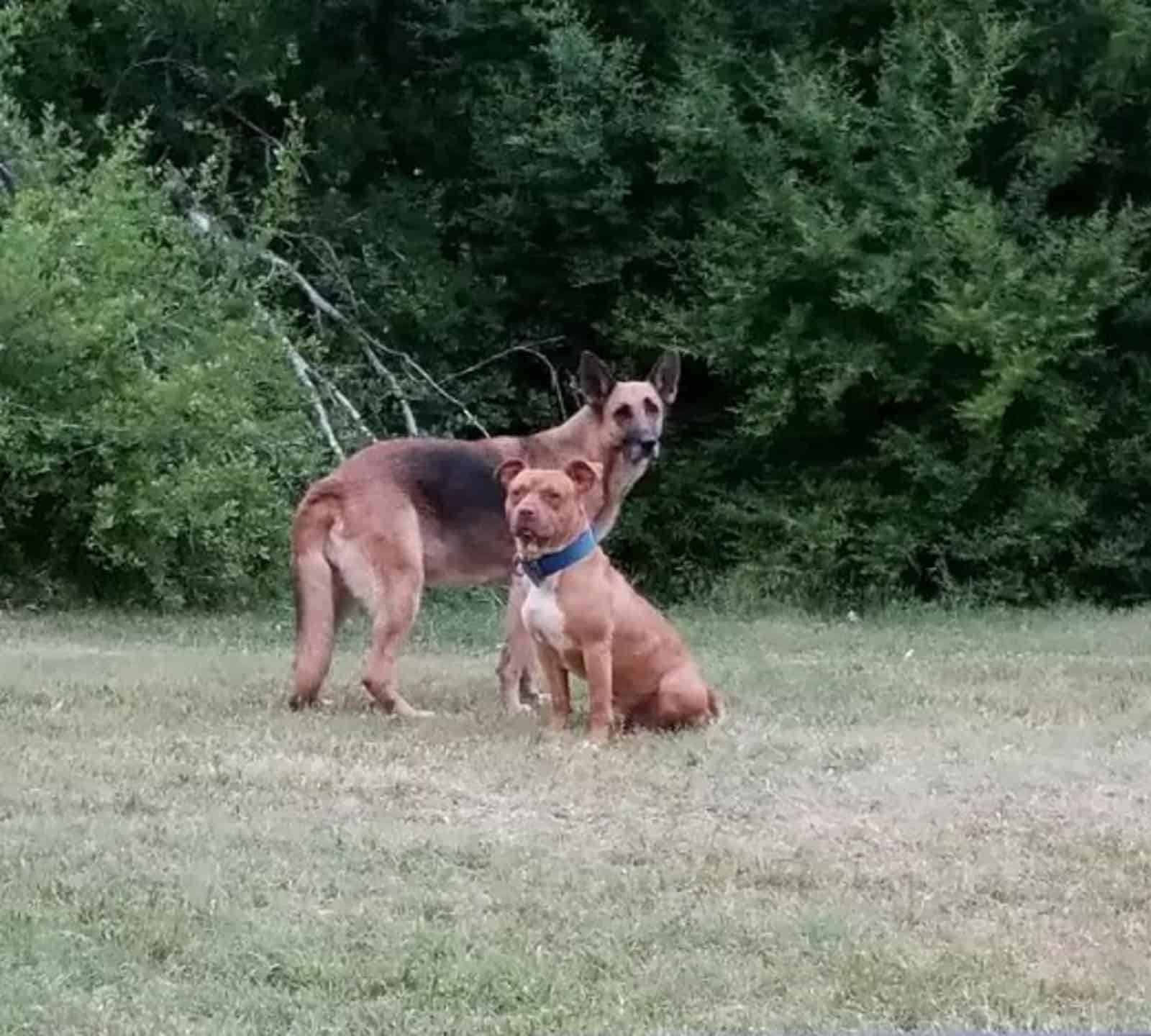 german shepherd dog and pit bull in the woods