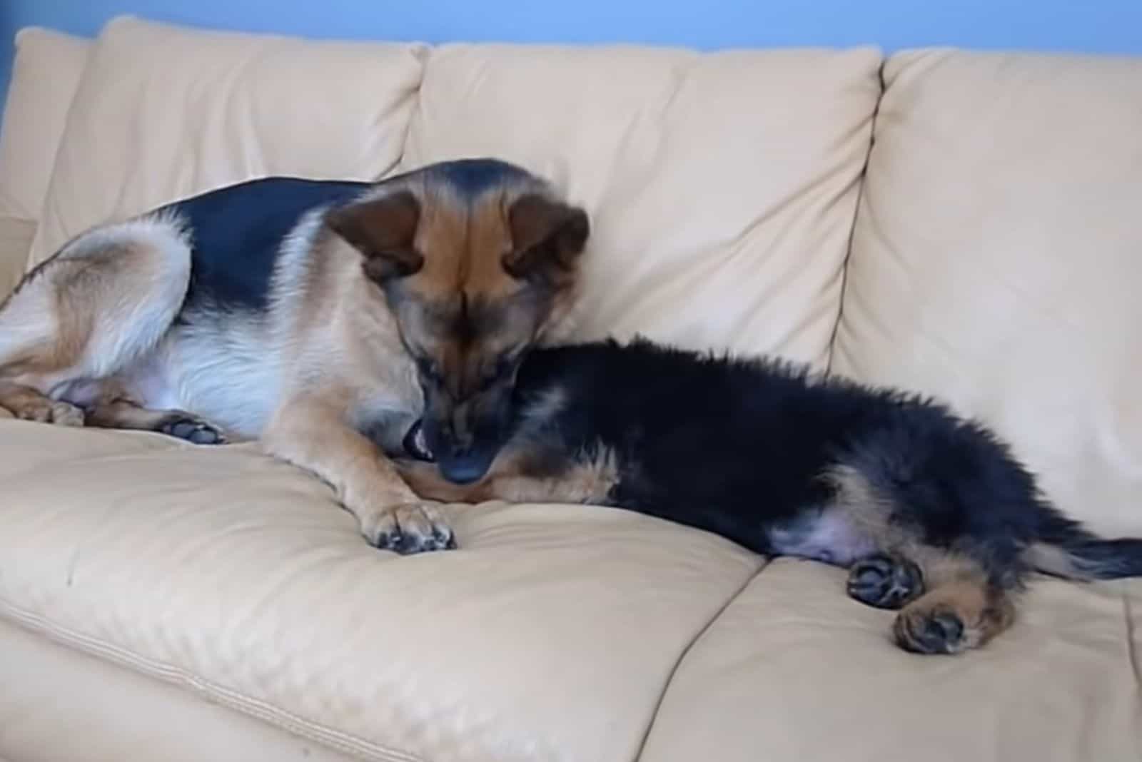 german shepherd dog and puppy playing together on the couch