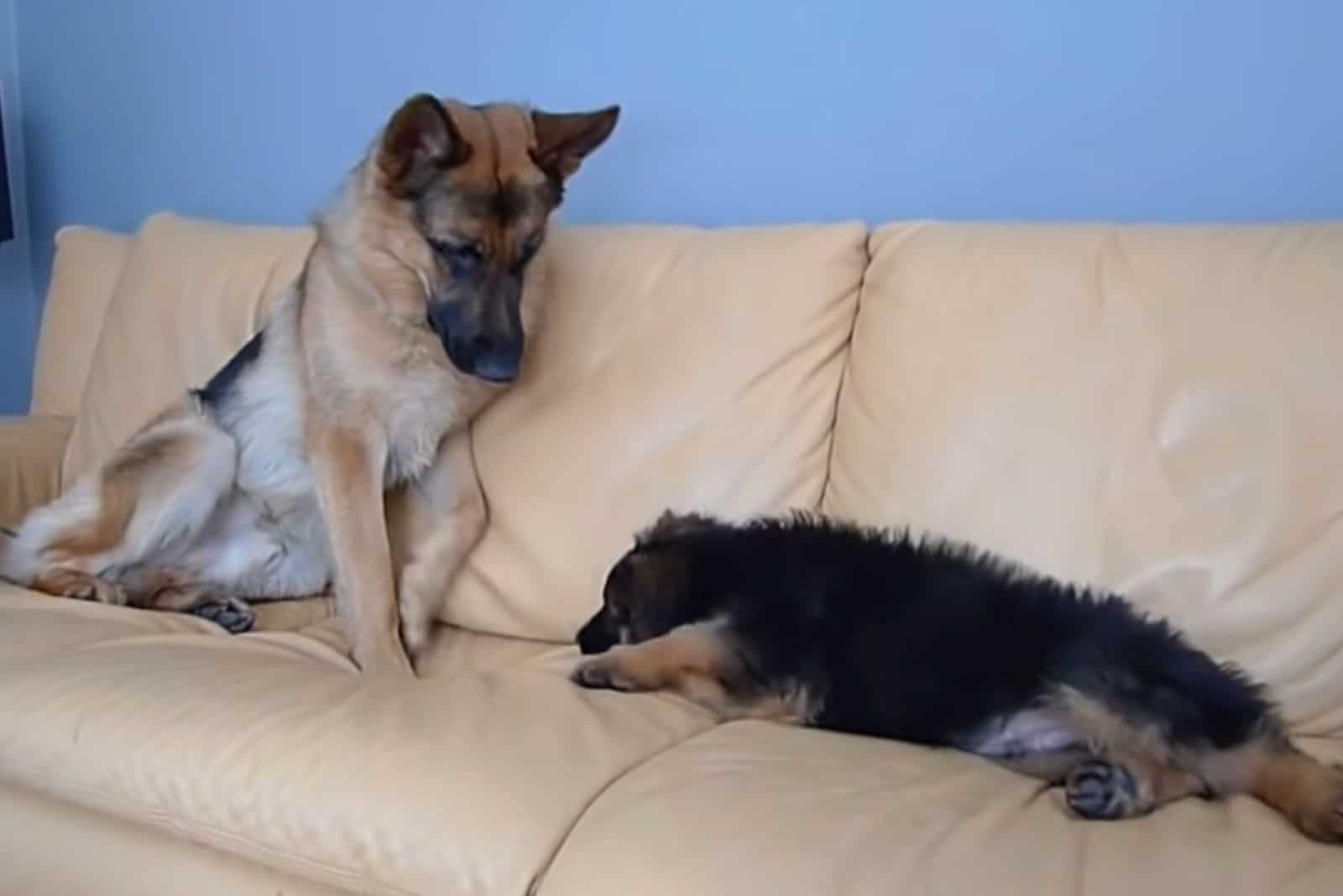 german shepherd dog and puppy on the couch