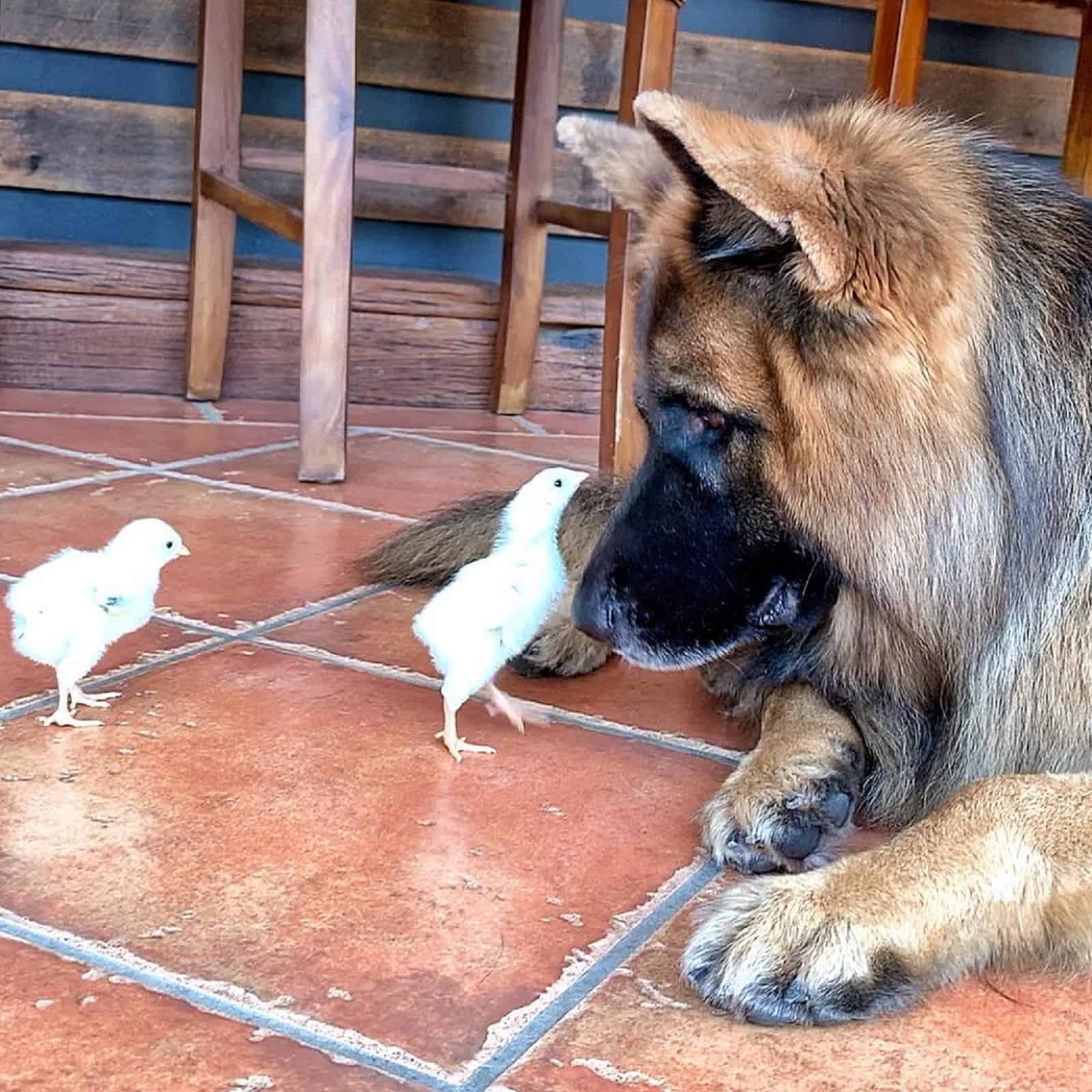 german shepherd dog and two chickens walking around him