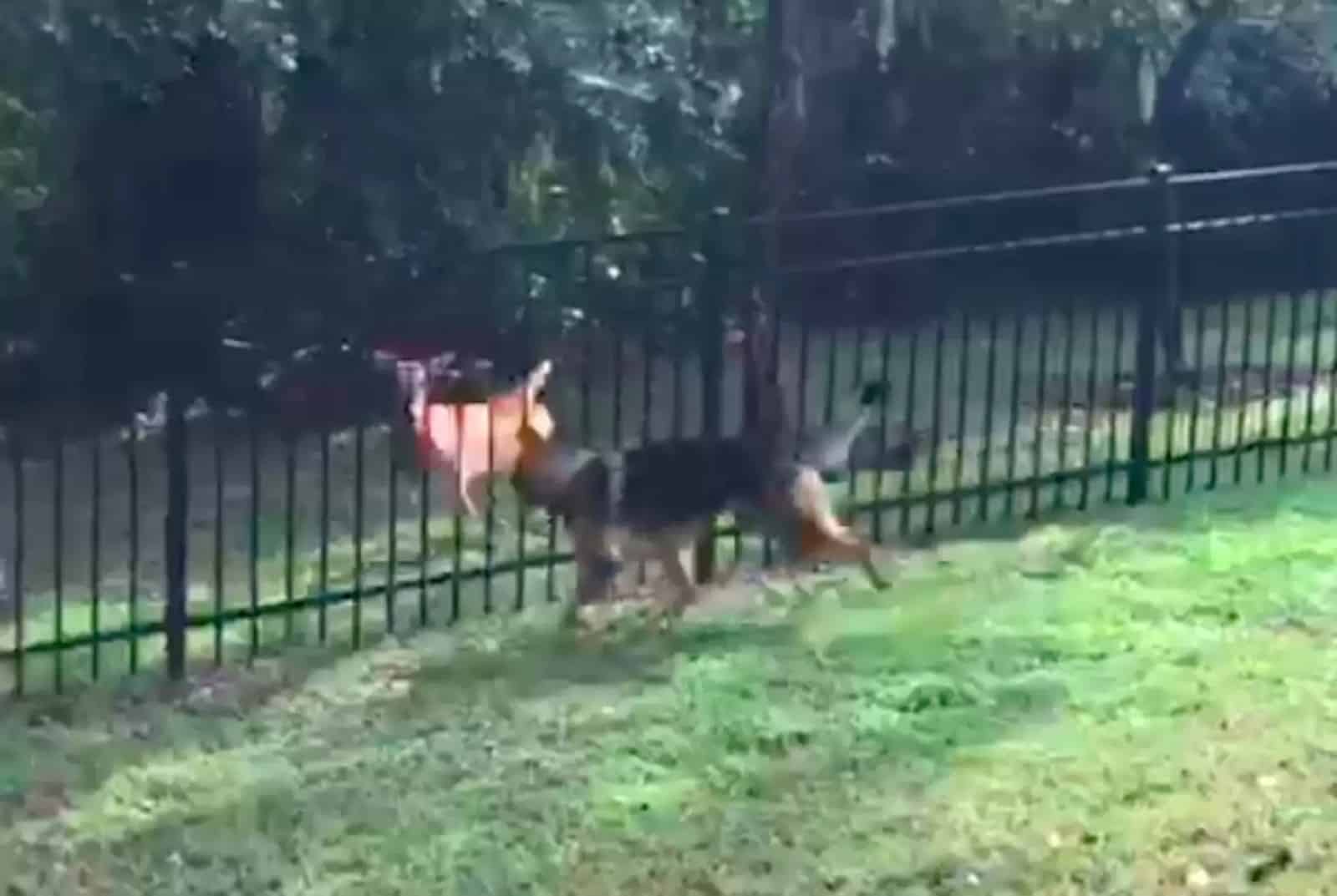 german shepherd dog and wild deer playing over the fence