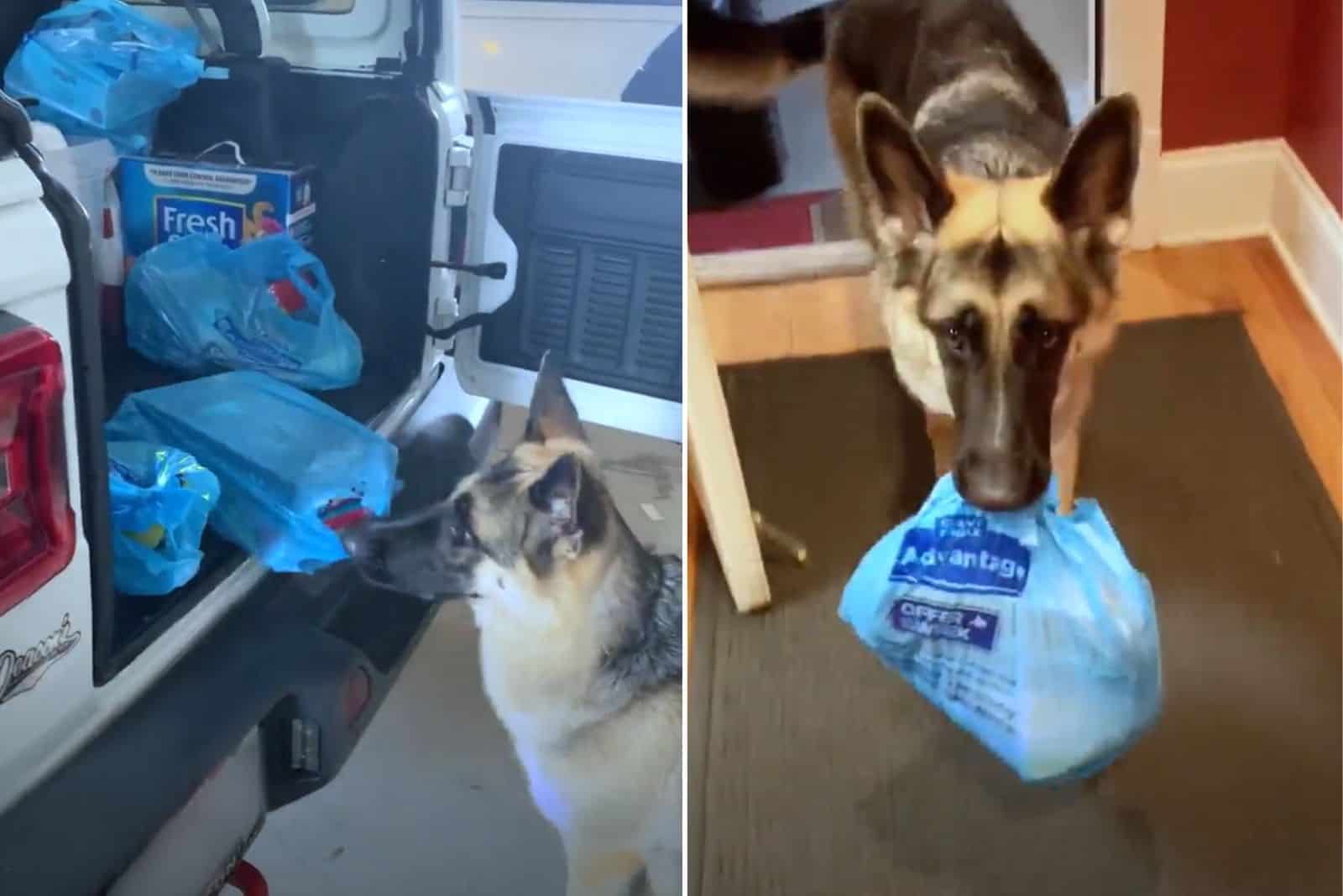 german shepherd dog carrying grocery bag in his mouth