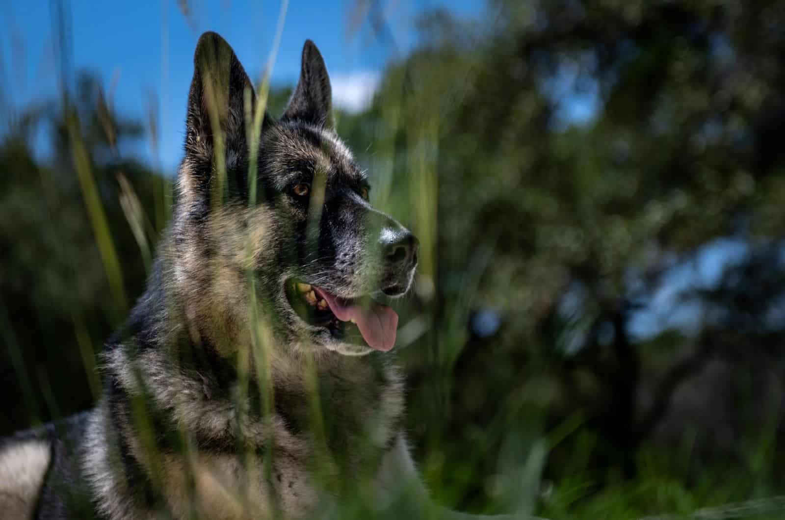 german shepherd dog close-up photograph