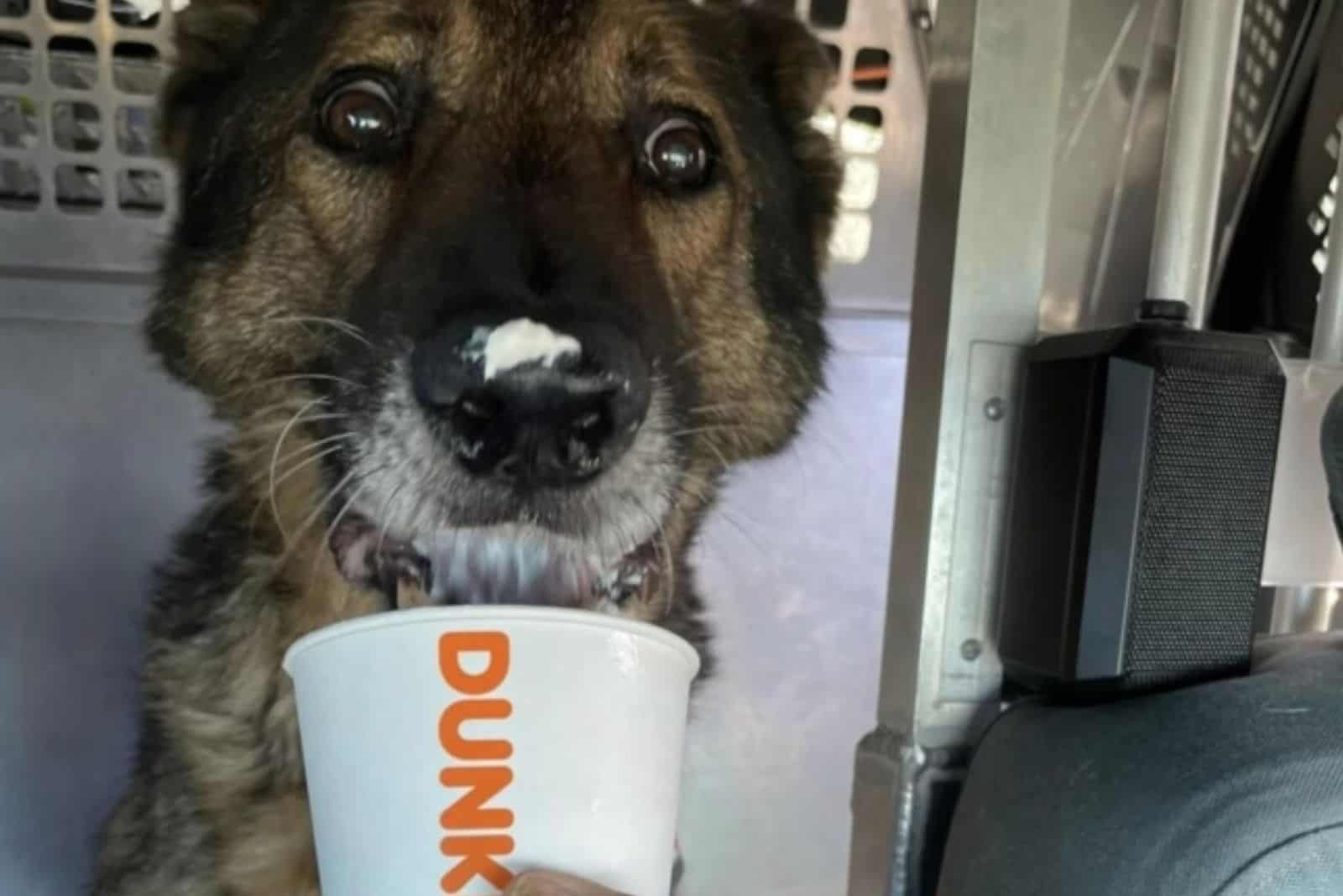 german shepherd dog drinking puppuccino in the car