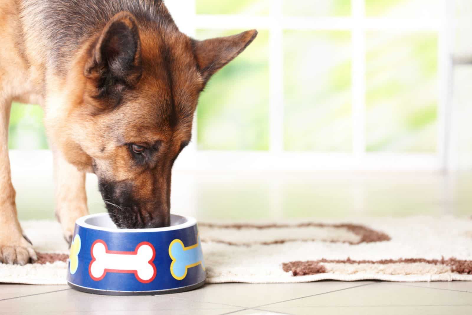 german shepherd dog eating from a bowl