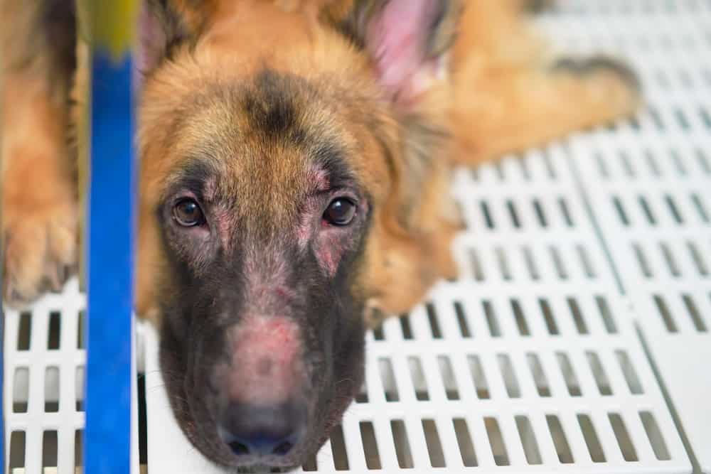 german shepherd dog face losing hair