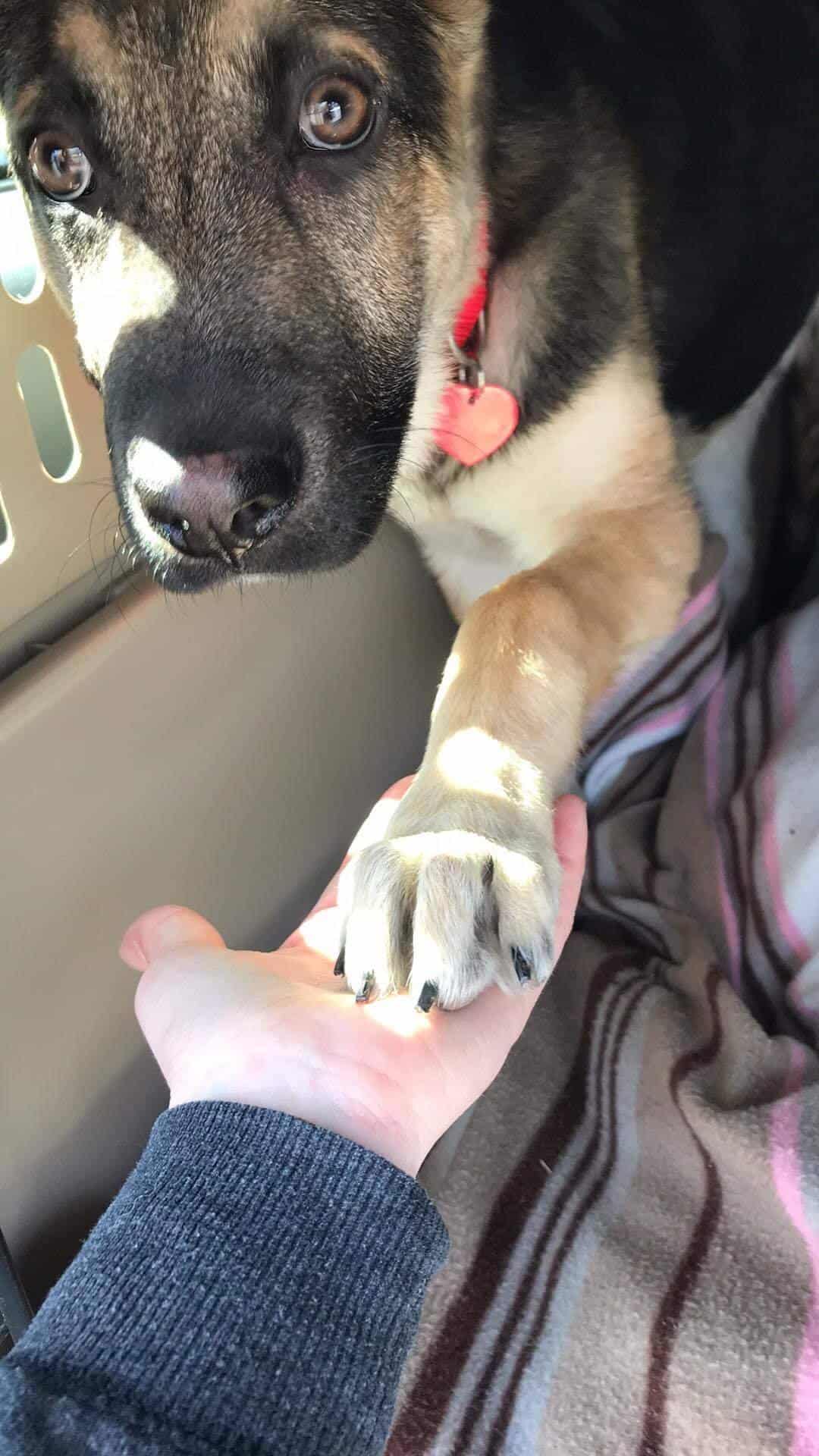 german shepherd dog giving his paw to a person