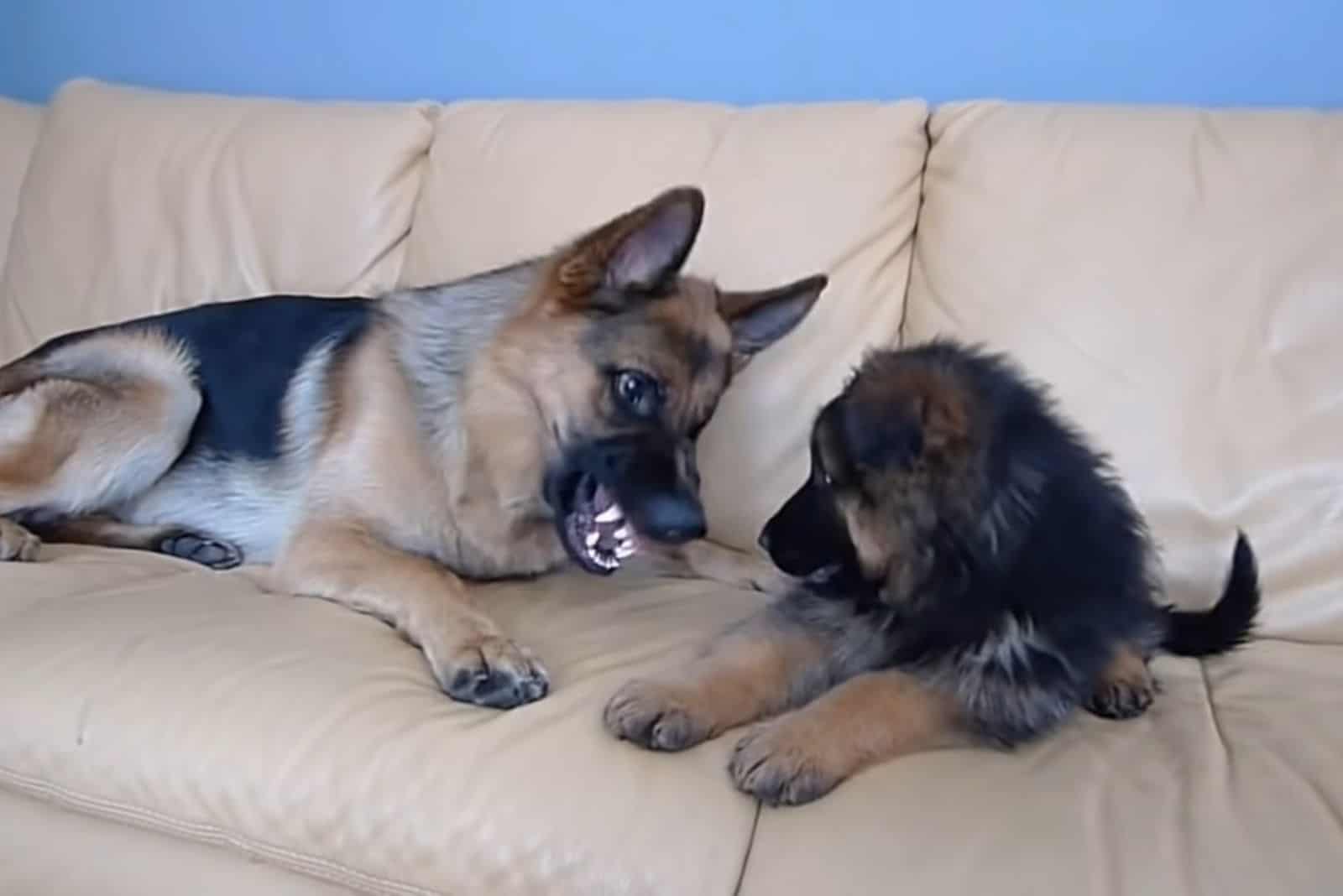 german shepherd dog growls on puppy on the couch