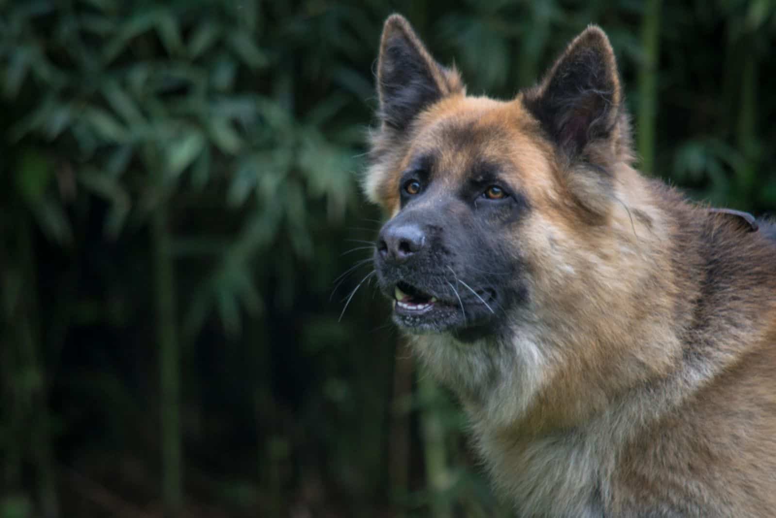 german shepherd dog grunting