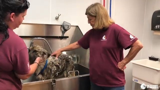 german shepherd dog having bath at sanctuary